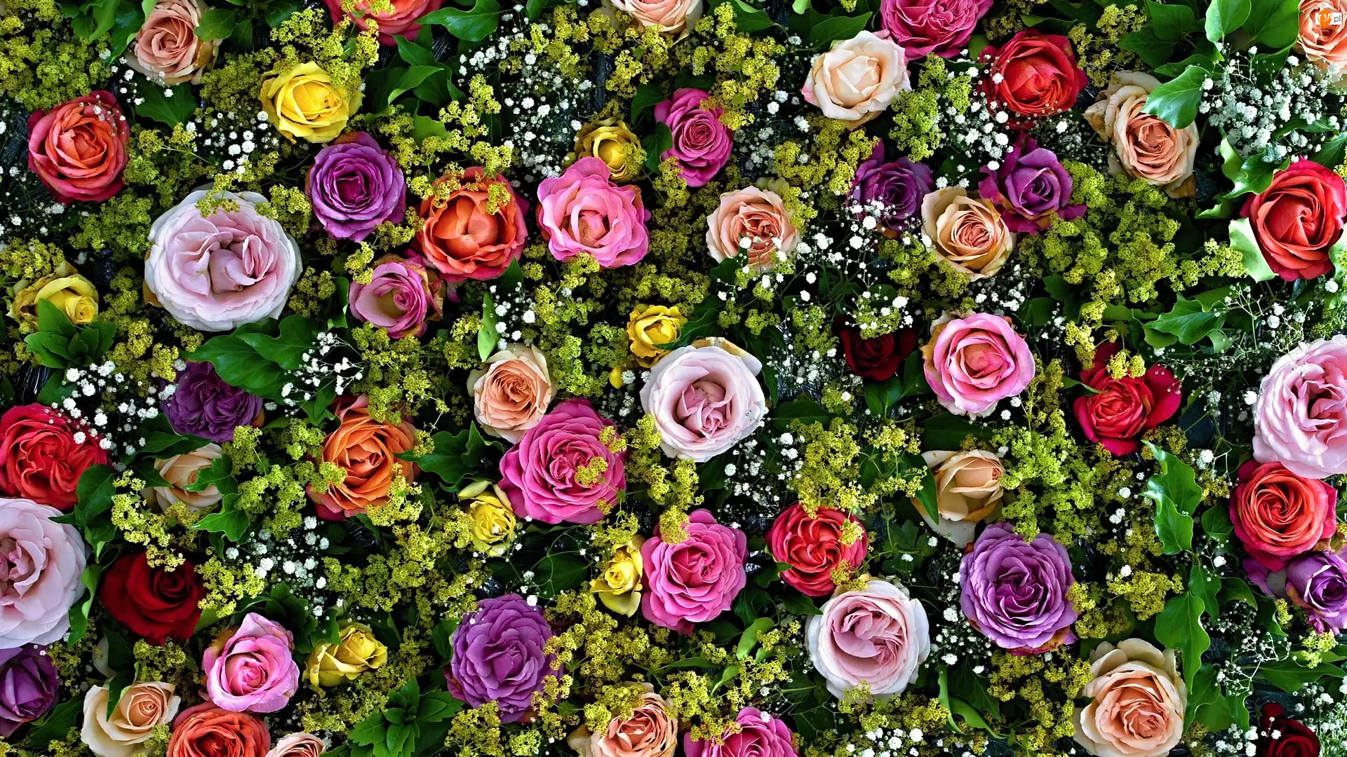 Róże, Rozkwitające, Kolorowe