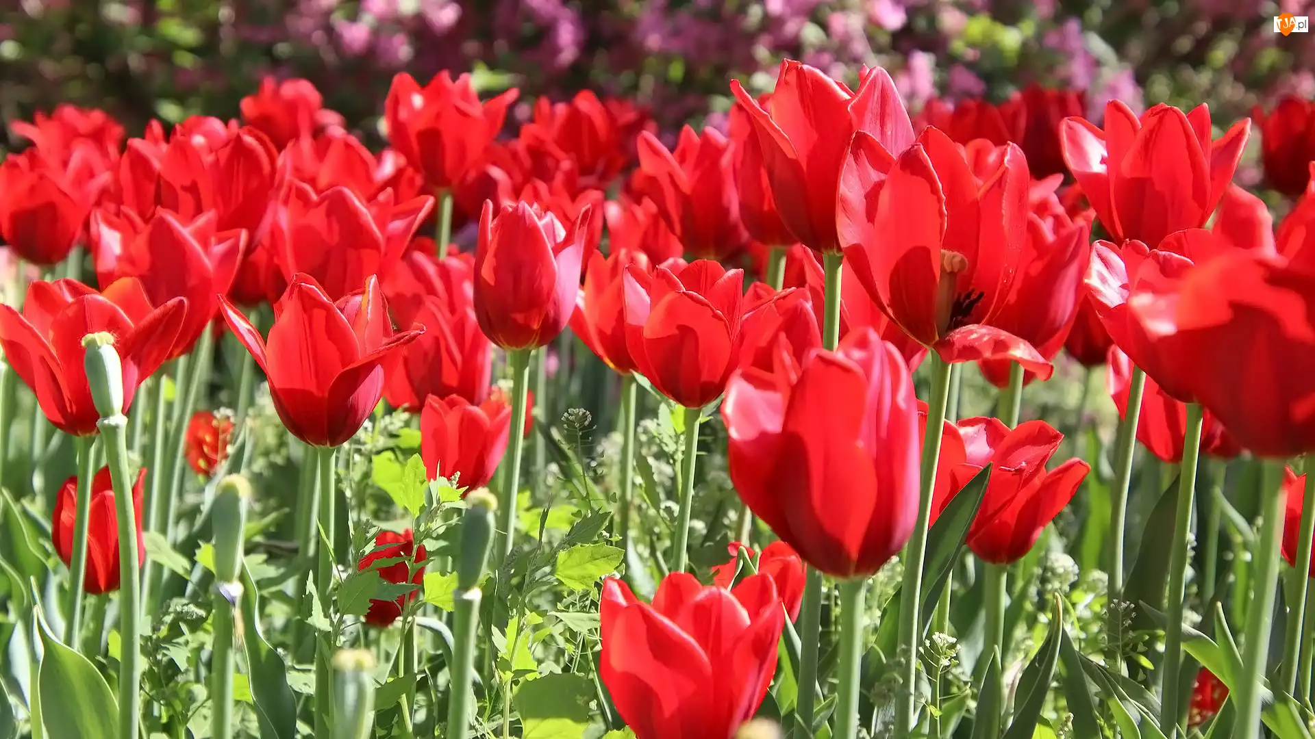 Trawa, Kwiaty, Tulipany, Czerwone