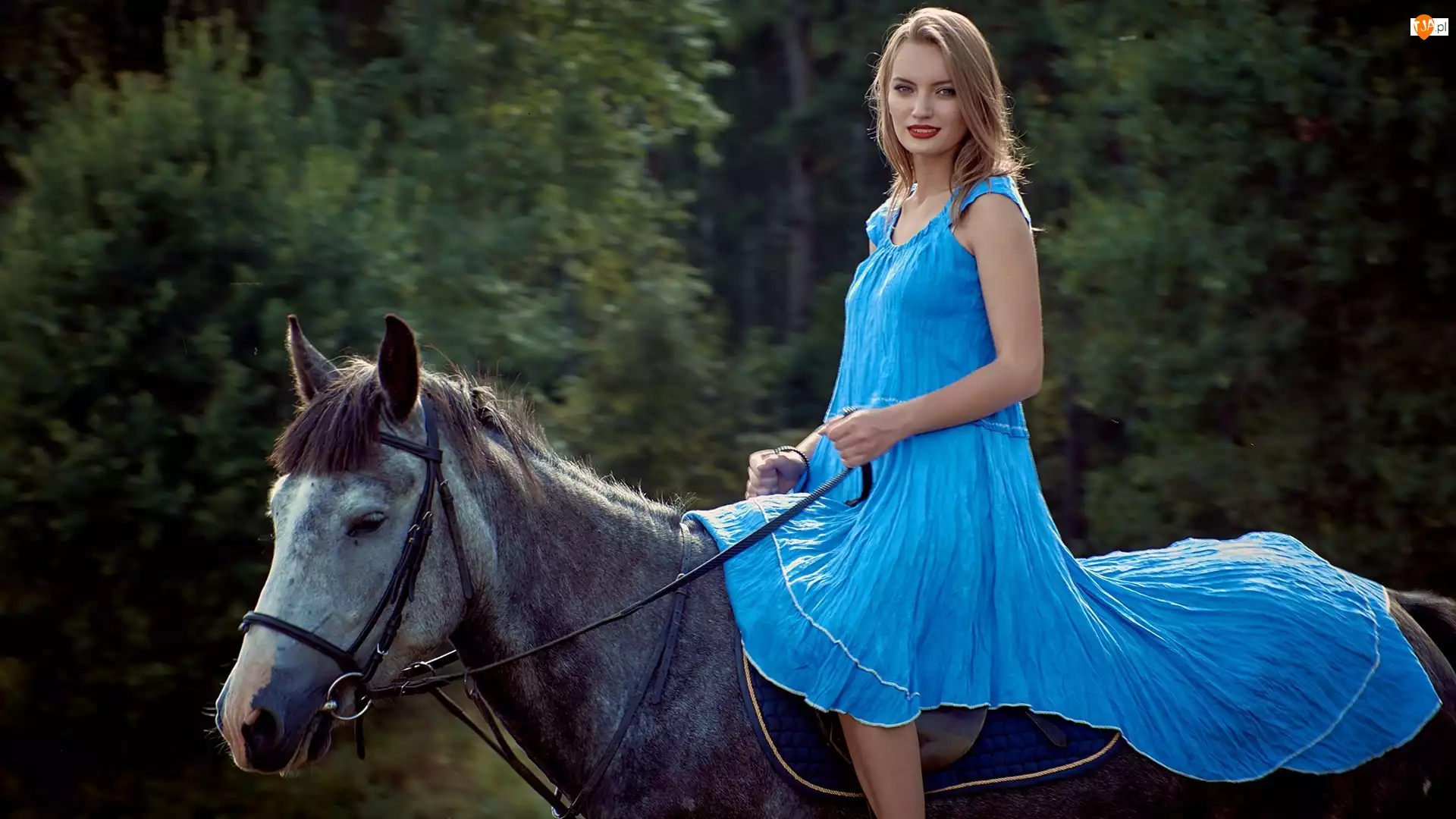 Koń, Kobieta, Niebieska, Sukienka
