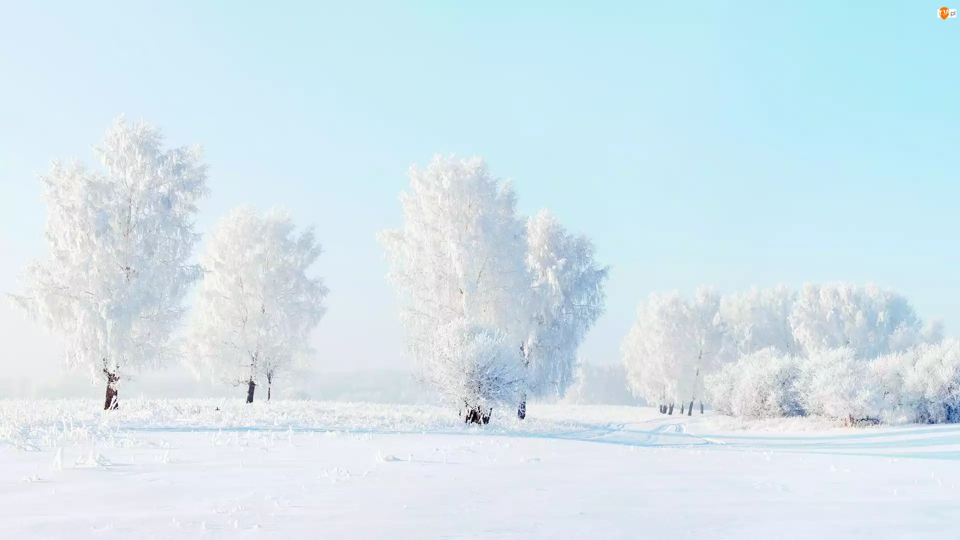 Drzewa, Zima, Oszronione