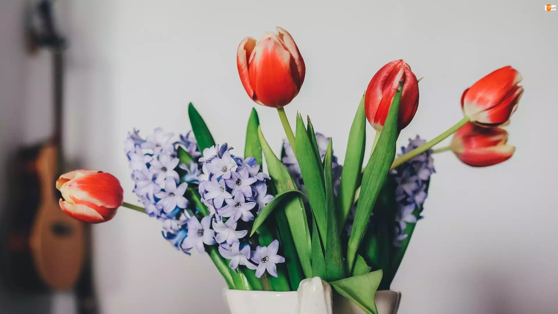 Kwiaty, Tulipany, Bez