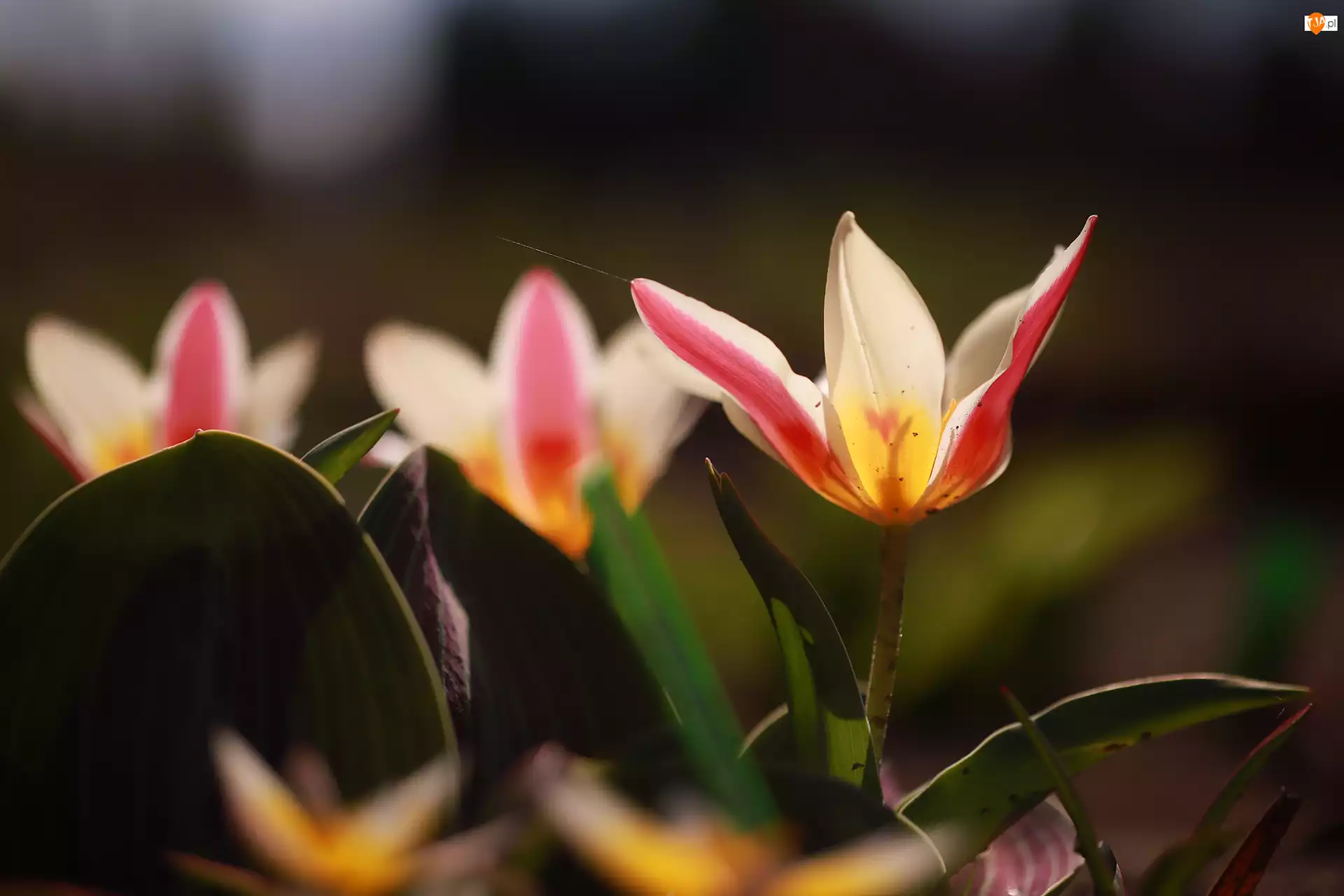 Rozkwitnięte, Tulipany, Kwiaty