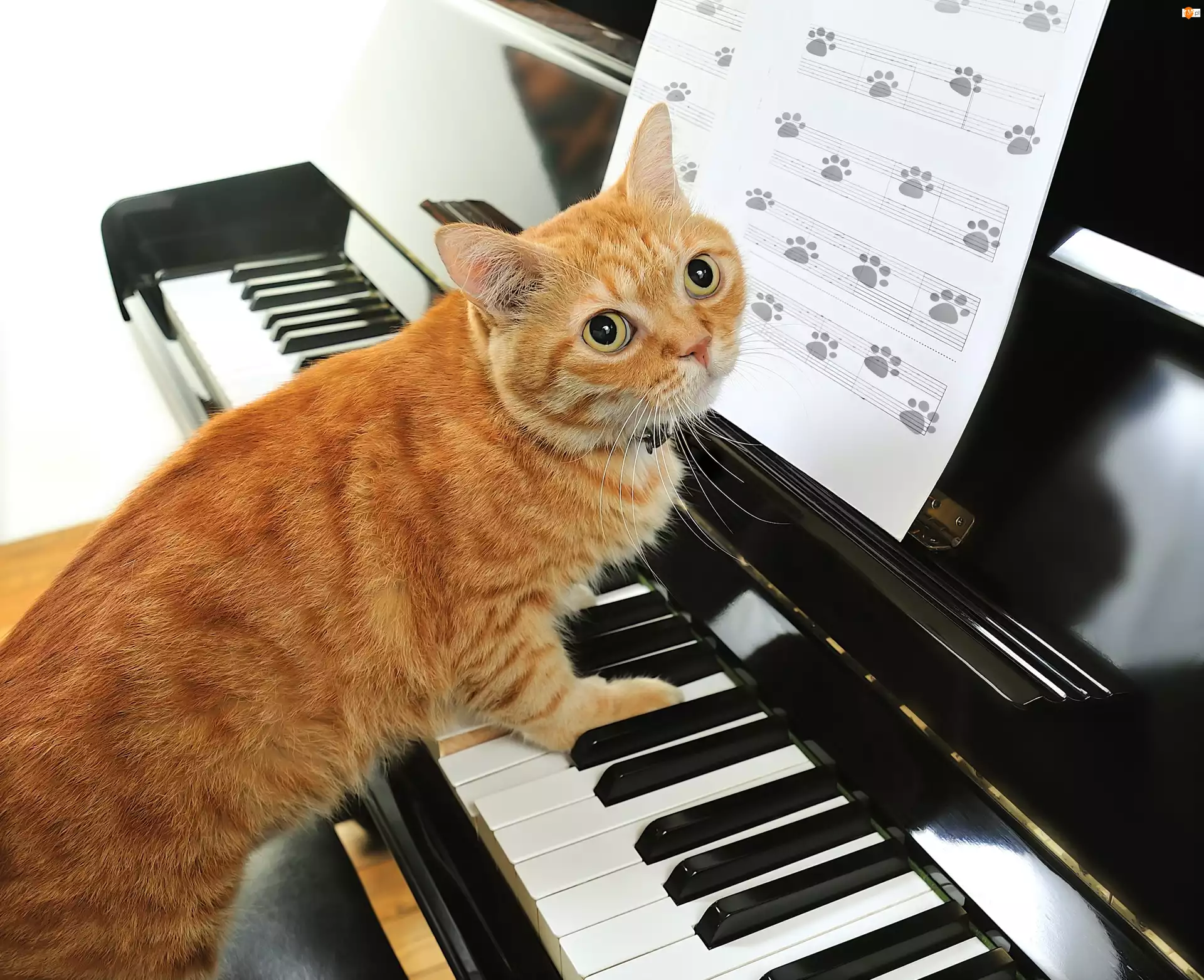 Pianino, Kot