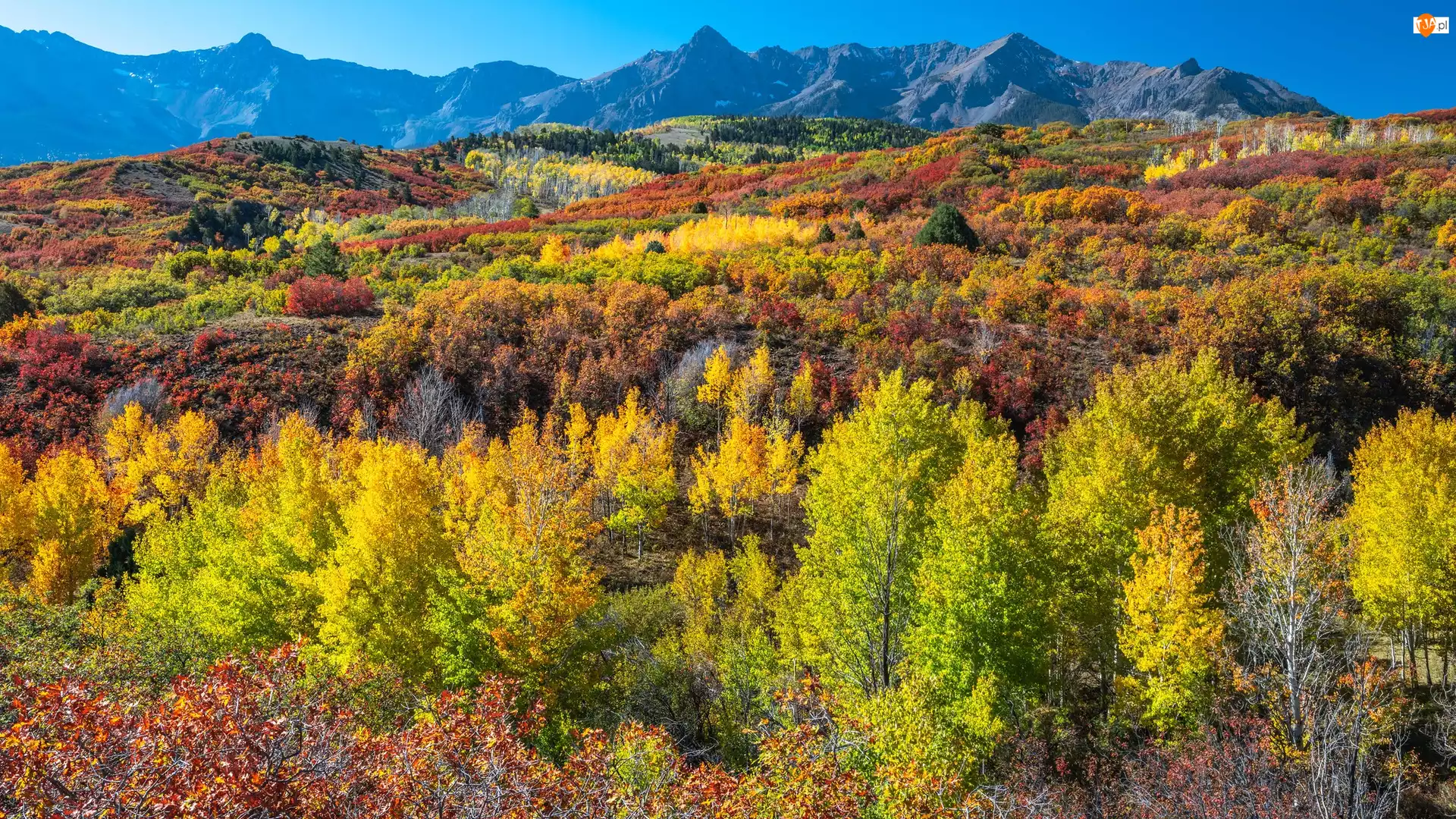 Las, Jesień, Kolorowe, Kolorado, Góry, Drzewa, Stany Zjednoczone, San Juan Mountains