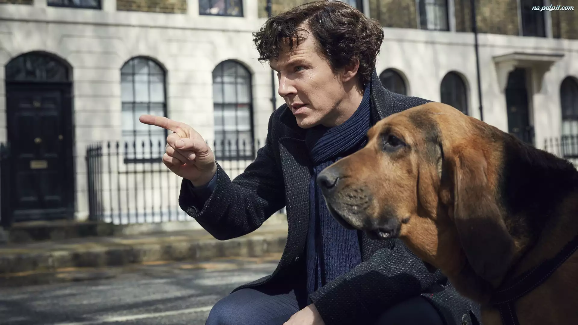 Benedict Cumberbatch, Bloodhound, Sherlock, Serial, Pies