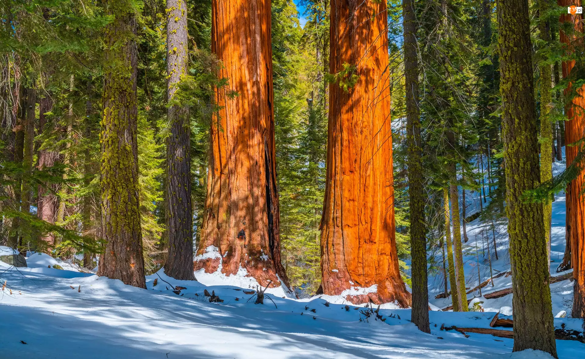 Las, Drzewa, Stany Zjednoczone, Zima, Park Narodowy King Canyon, Kalifornia, Sekwoje