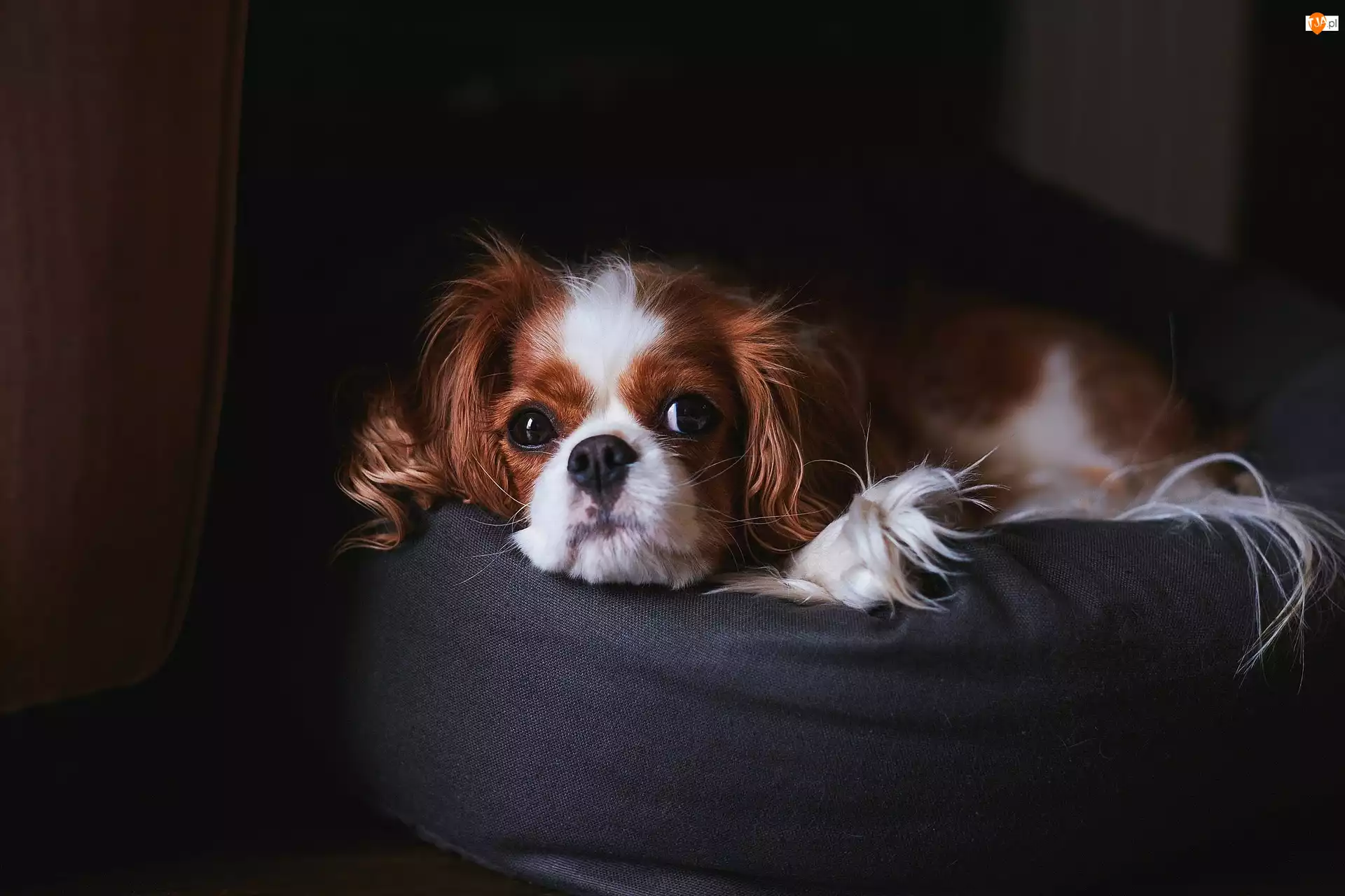 Puf, Cavalier king charles spaniel