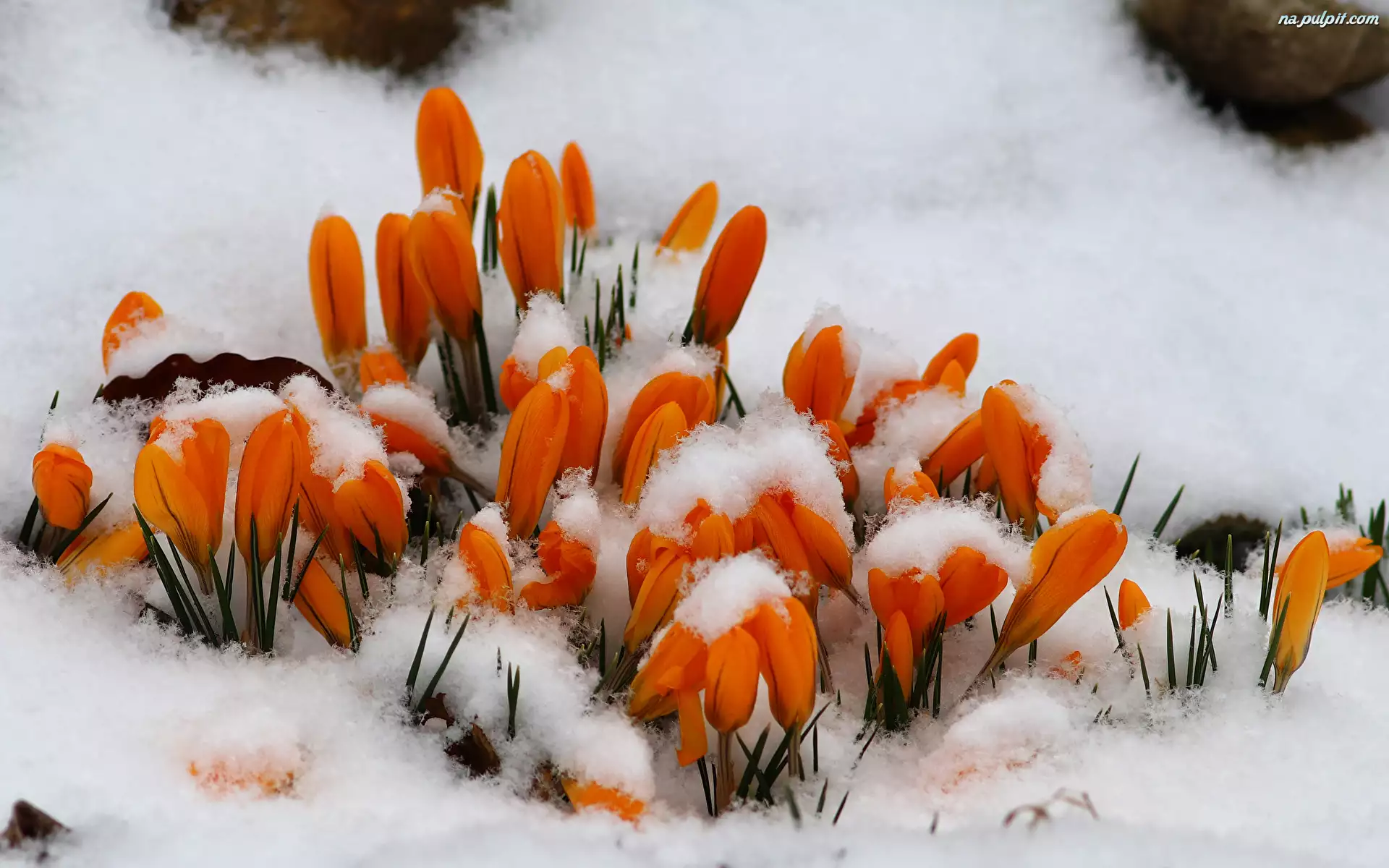 Śnieg, Kwiaty, Krokusy, Pomarańczowe
