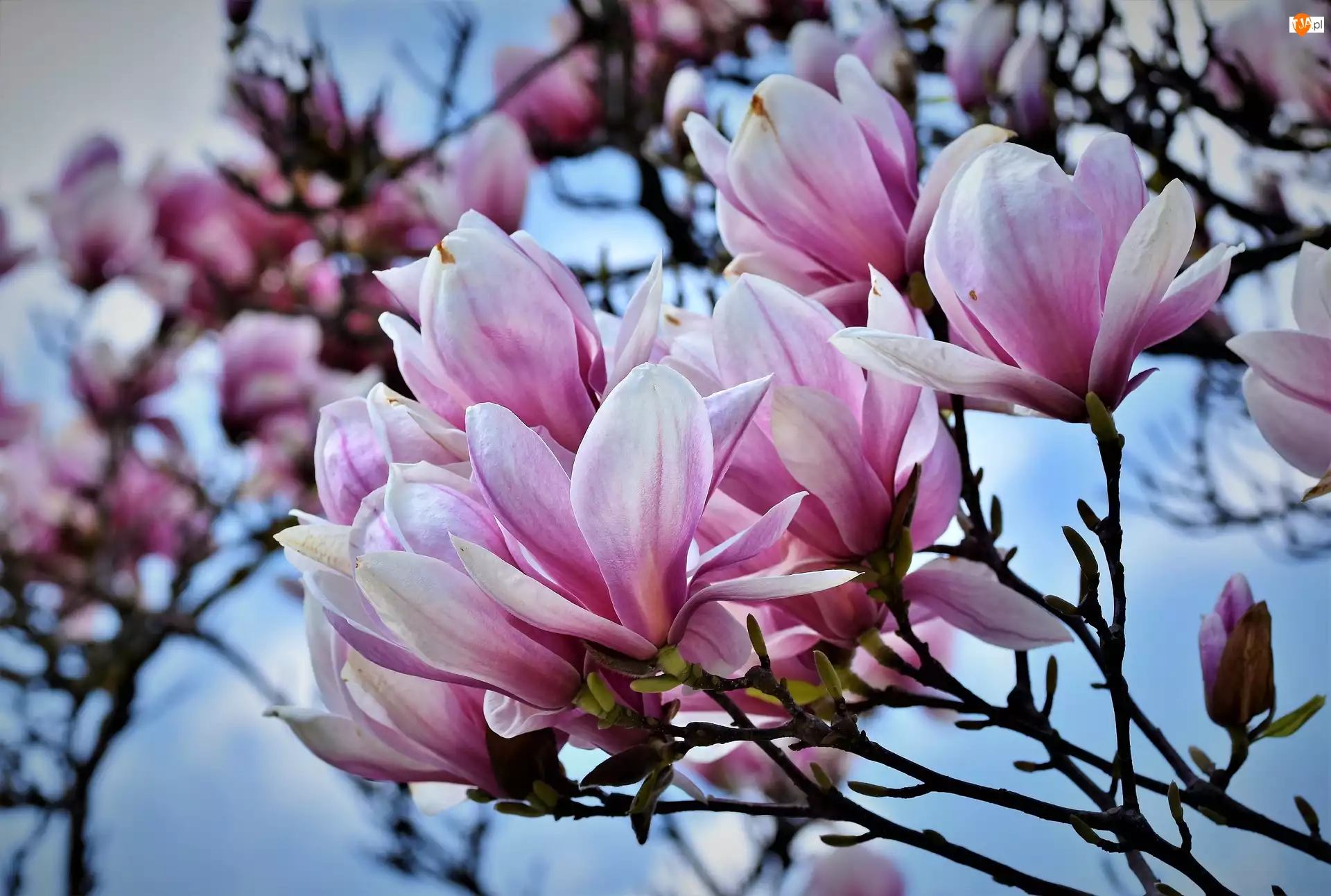 Magnolia, Krzew, Kwiaty
