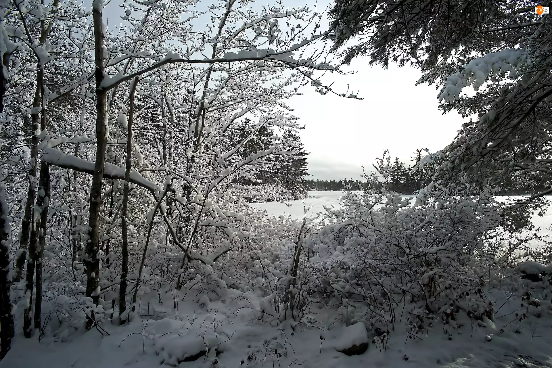 Krzewy, Jezioro, Drzewa, Zima, Śnieg