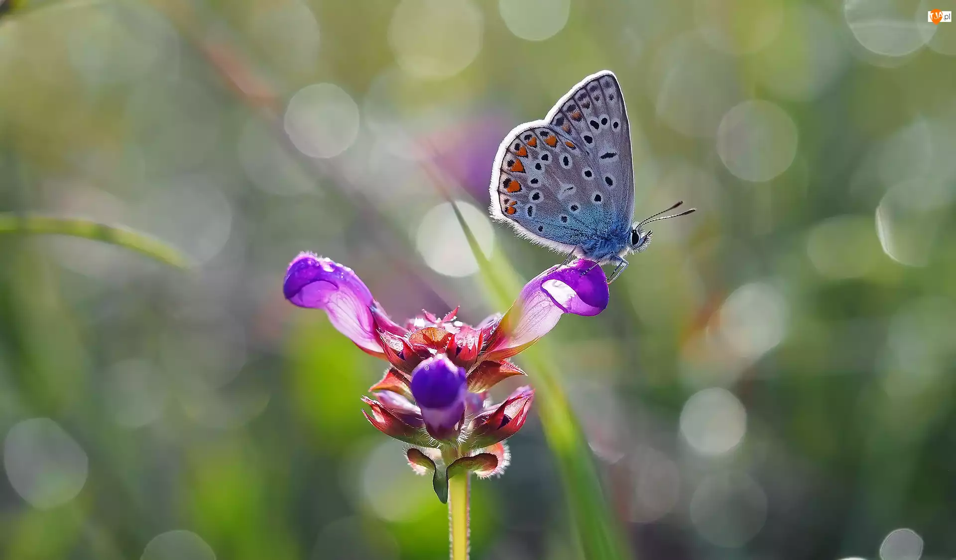 Kwiat, Motyl, Modraszek ikar, Fioletowy