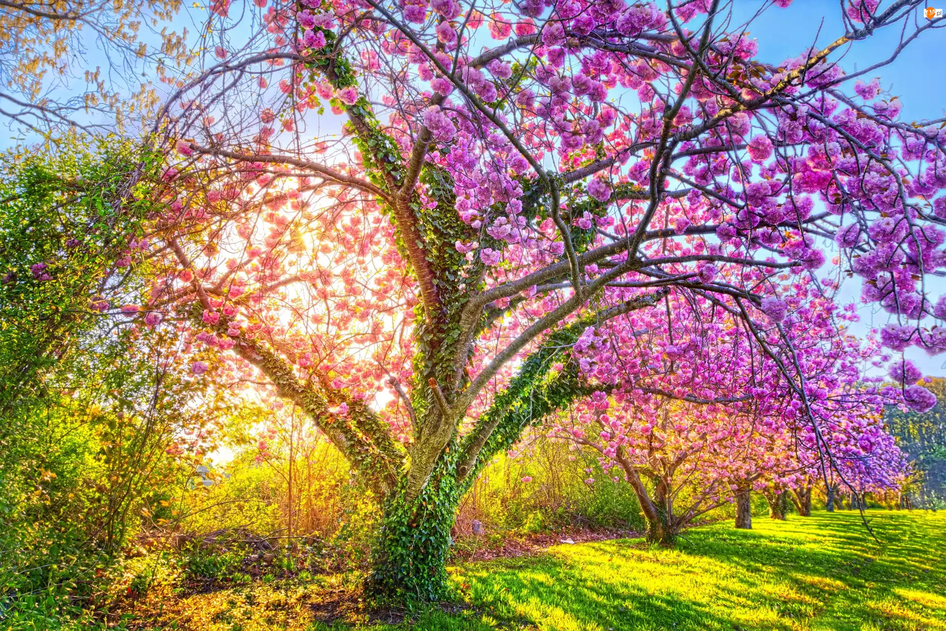 Kwitnące drzewo, Park, Wiosna