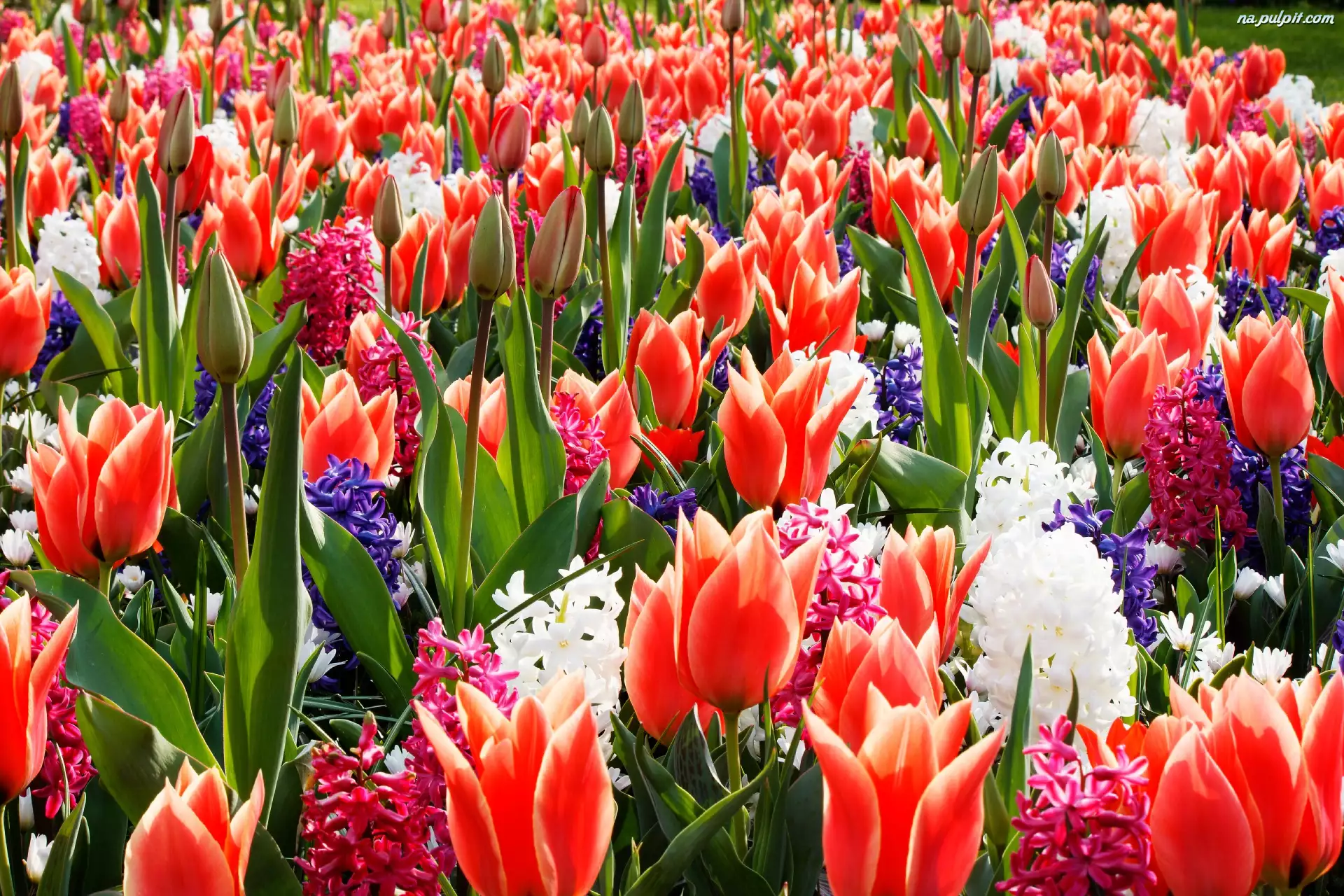 Czerwone, Hiacynty, Kwiaty, Kolorowe, Tulipany
