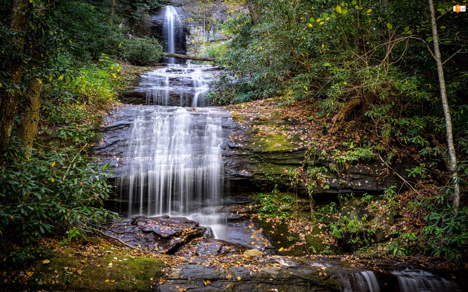 Stan Georgia, Stany Zjednoczone, Rzeka Frogtown Creek, Drzewa Drzewo, Wodospad Upper DeSoto Falls, Las