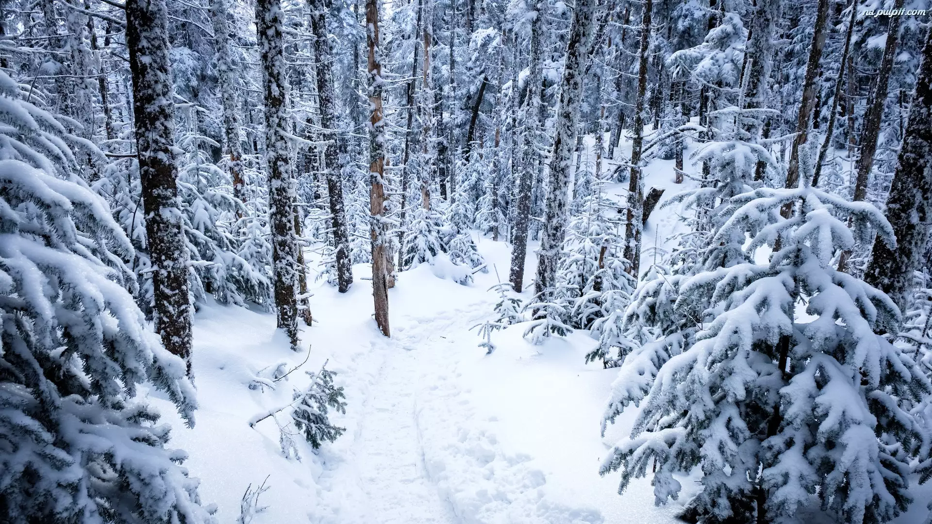 Ścieżka, Las, Drzewa, Zima