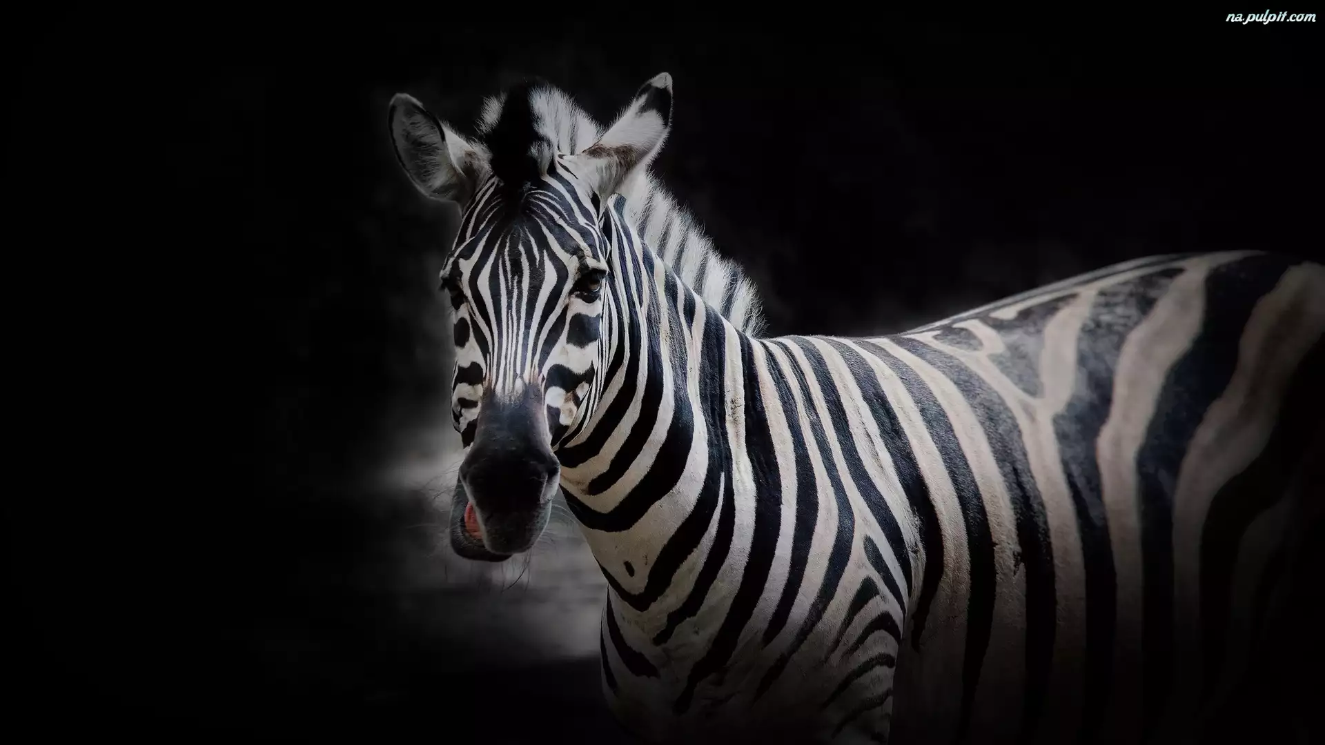 Tło, Zebra, Głowa, Czarne
