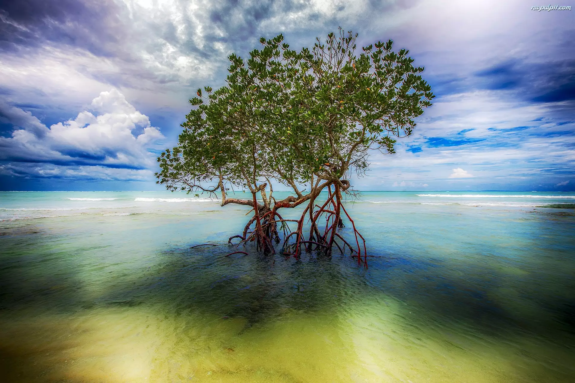Drzewo, Morze