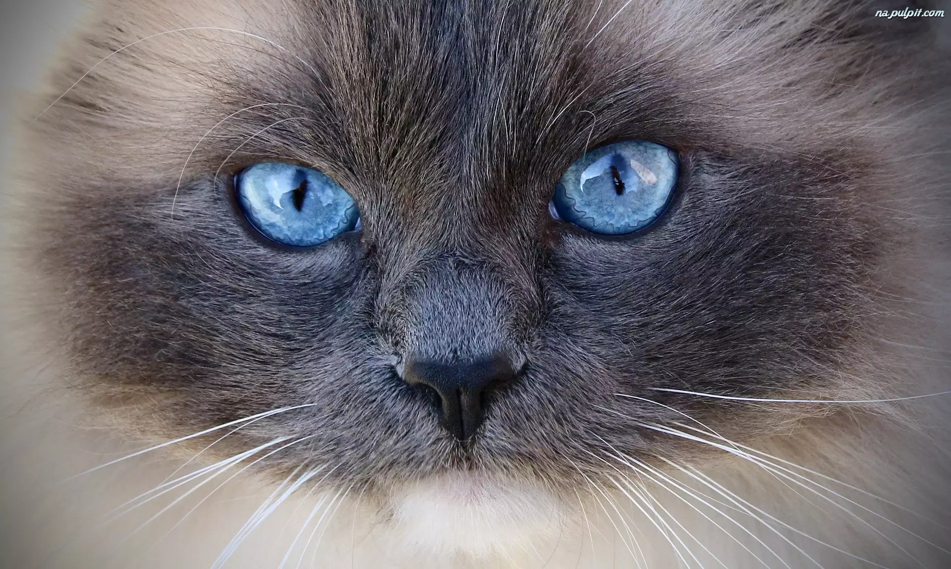 Niebieskie, Kot, Ragdoll, Oczy