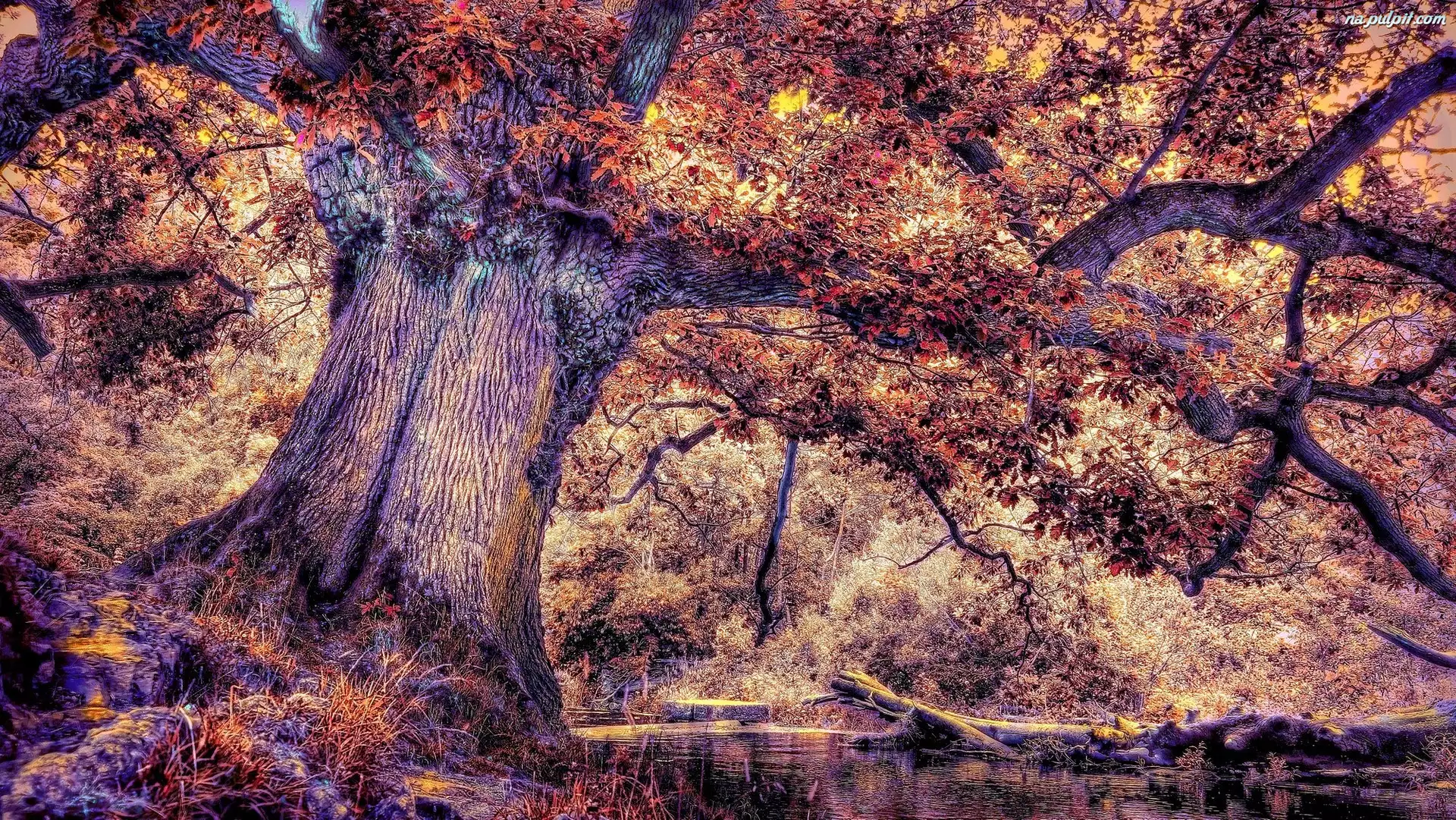 rzeka, Jesień, Drzewo