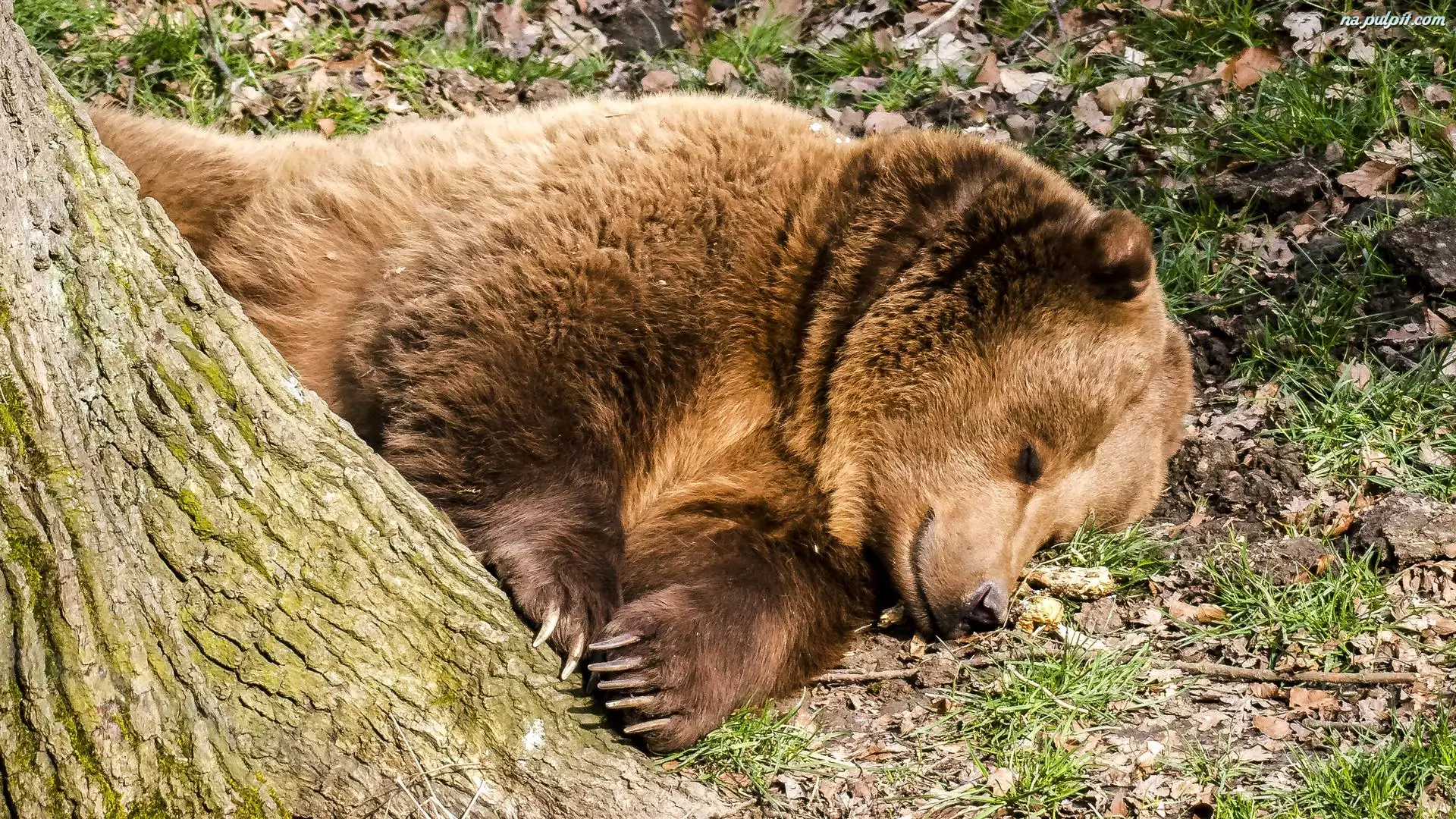 Niedźwiedź brunatny, Sen, Śpiący, Zwierzęta, Drzewo