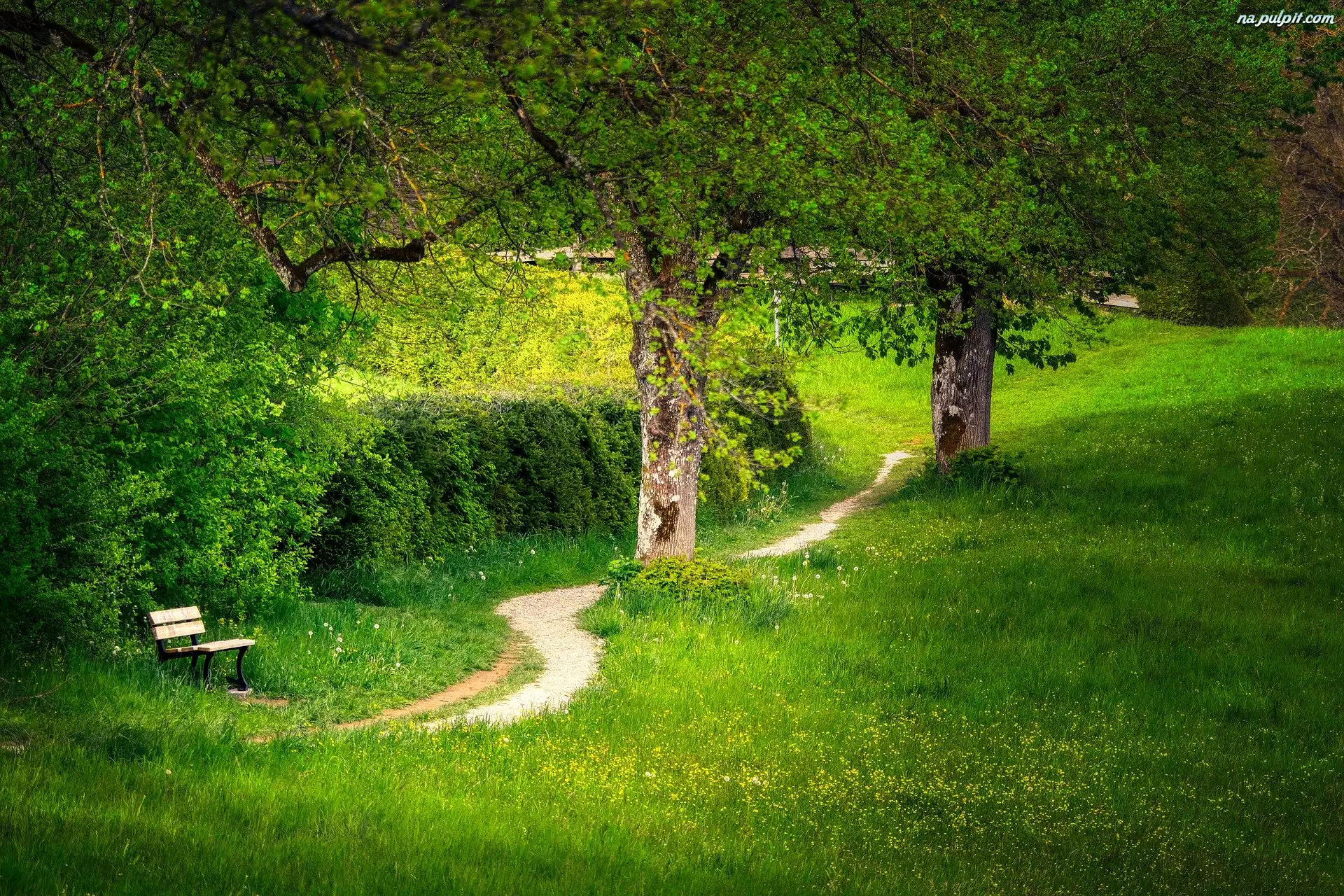 Ścieżka, Wiosna, Ławka, Park, Drzewa