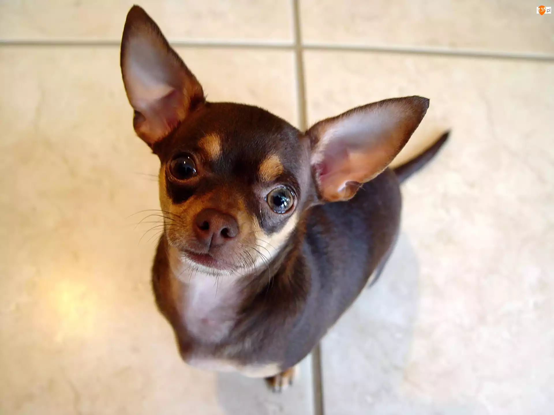 Chihuahua, Czarna