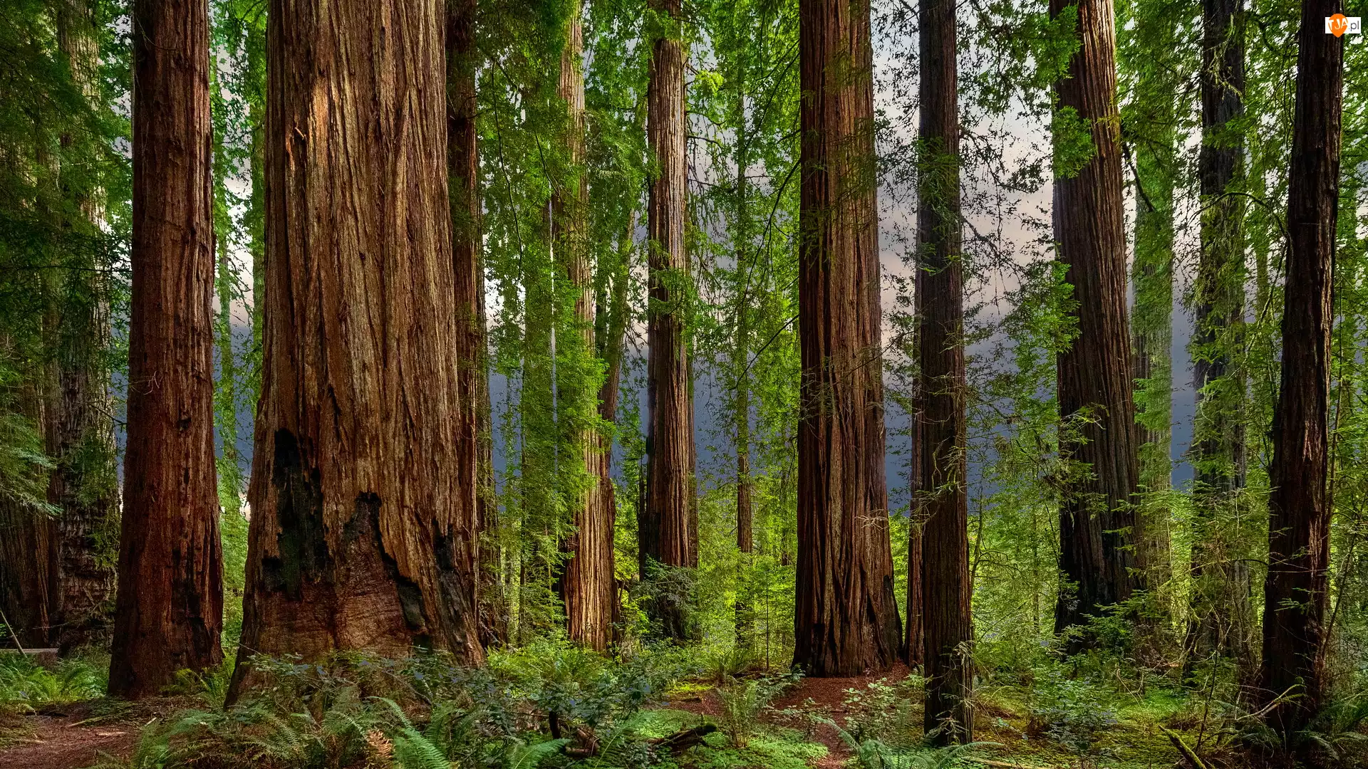 Park Narodowy Redwood, Las, Pnie, Kalifornia, Drzewa, Paprocie, Stany Zjednoczone, Sekwoje
