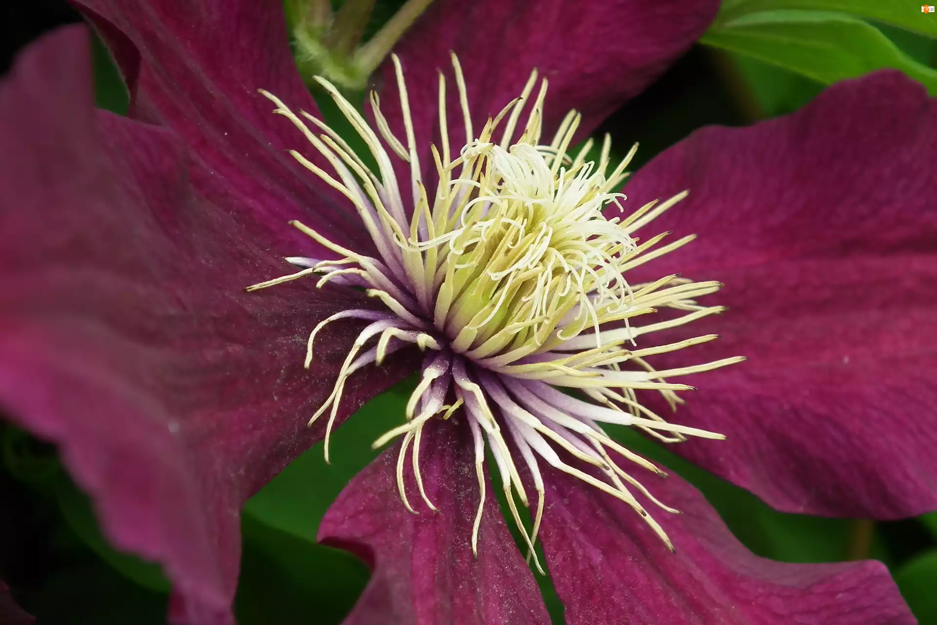 Clematis, Przyroda, Kwiat