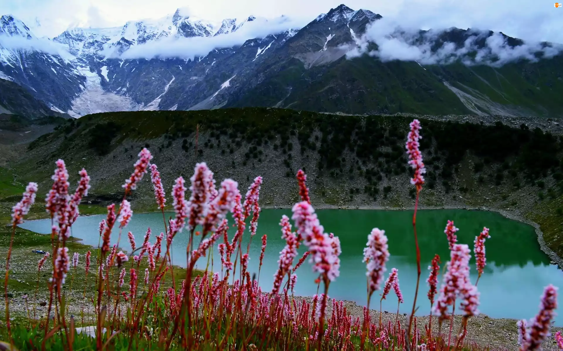 Kwiaty, Pakistan, Jezioro, Góry, Śnieg