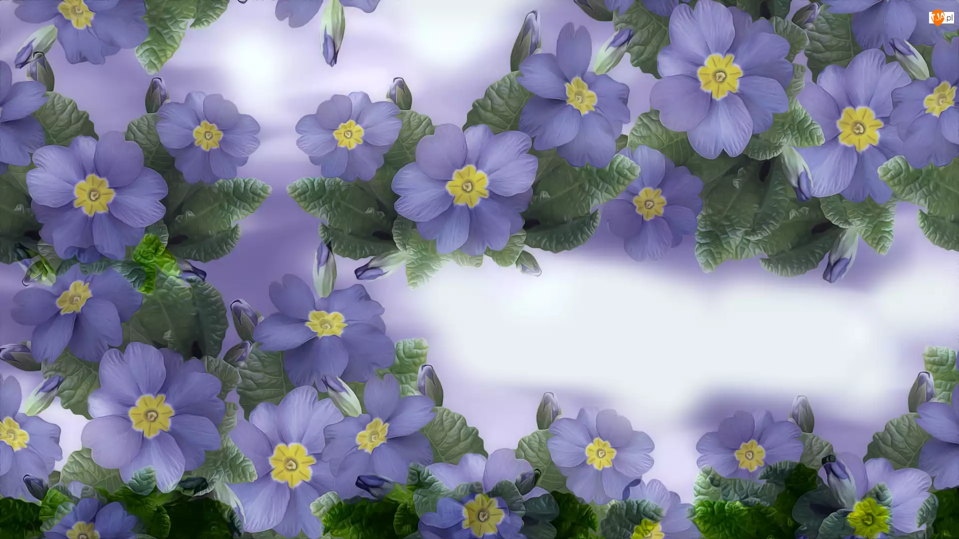 Grafika 2D, Niebieskie, Kwiaty