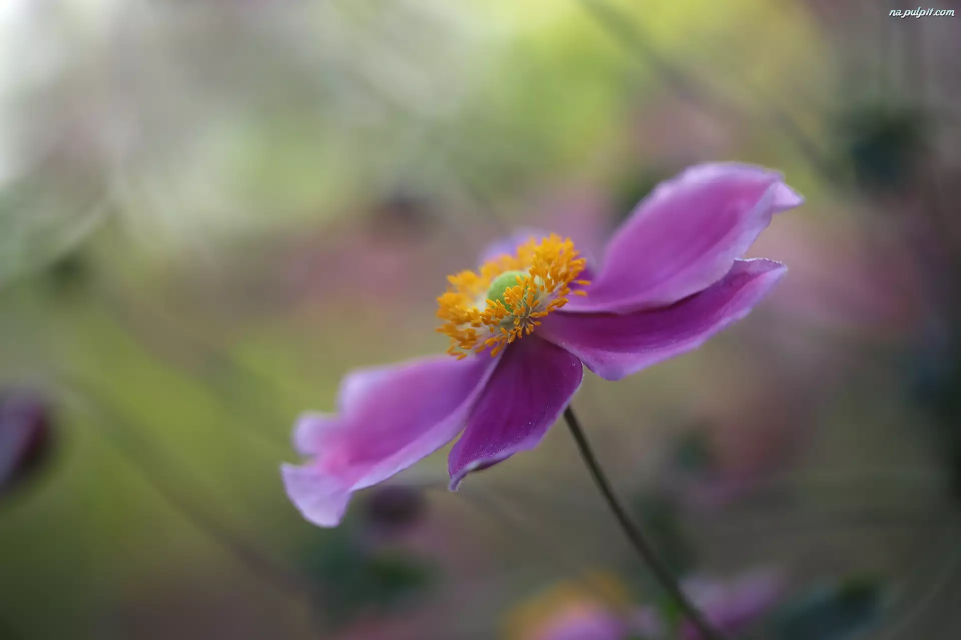 Kwiat, Zawilec japoński, Liliowy