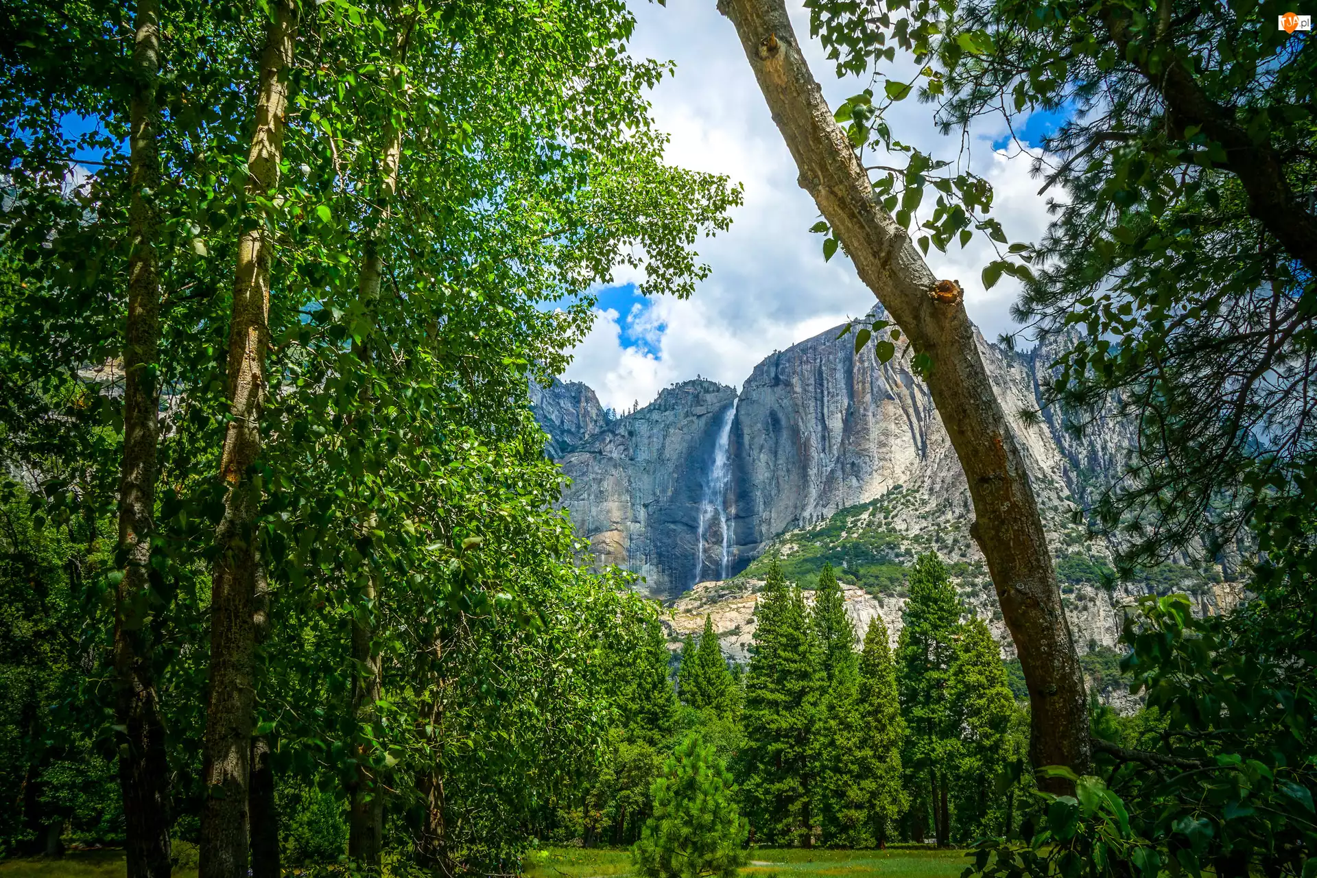 Stan Kalifornia, Stany Zjednoczone, Las, Góry, Park Narodowy Yosemite, Drzewa