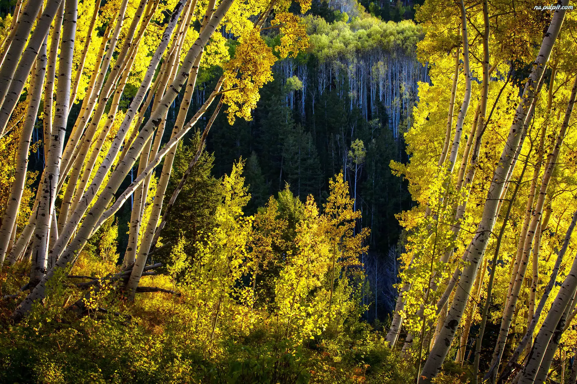 Las Państwowy White River National Forest, Stany Zjednoczone, Stan Kolorado, Brzozy