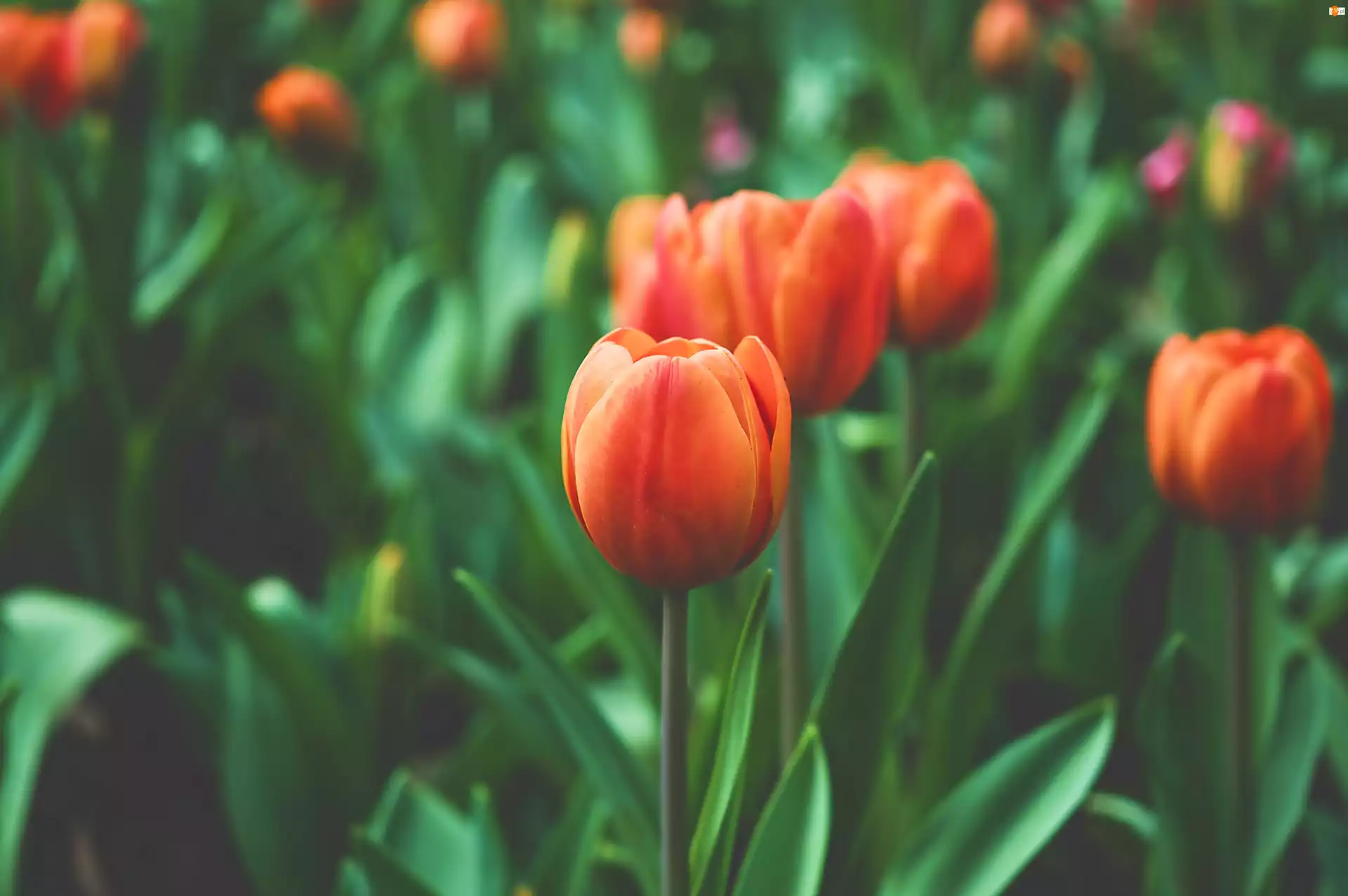 Tulipany, Pomarańczowe