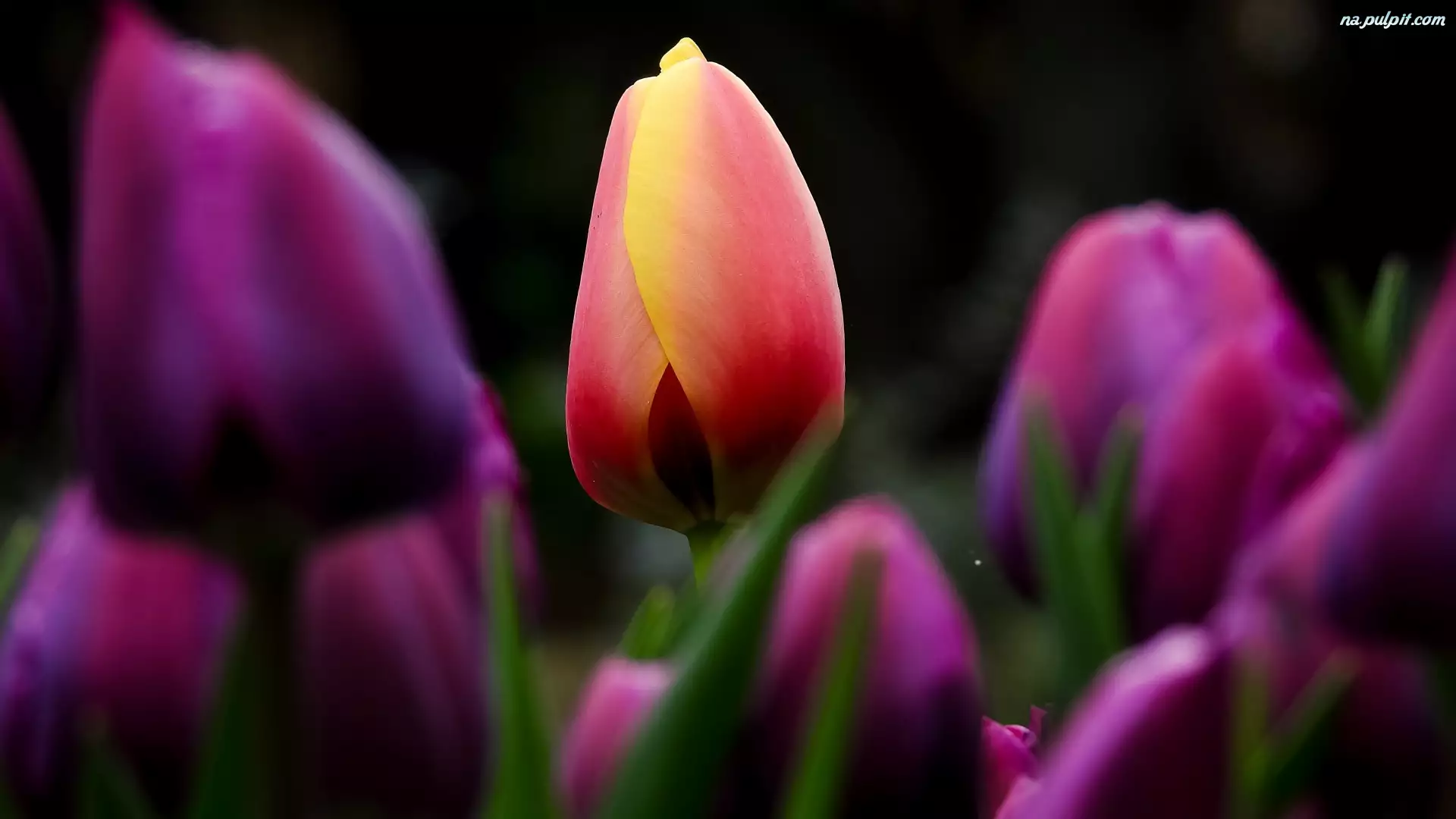 Rozmycie, Tulipany
