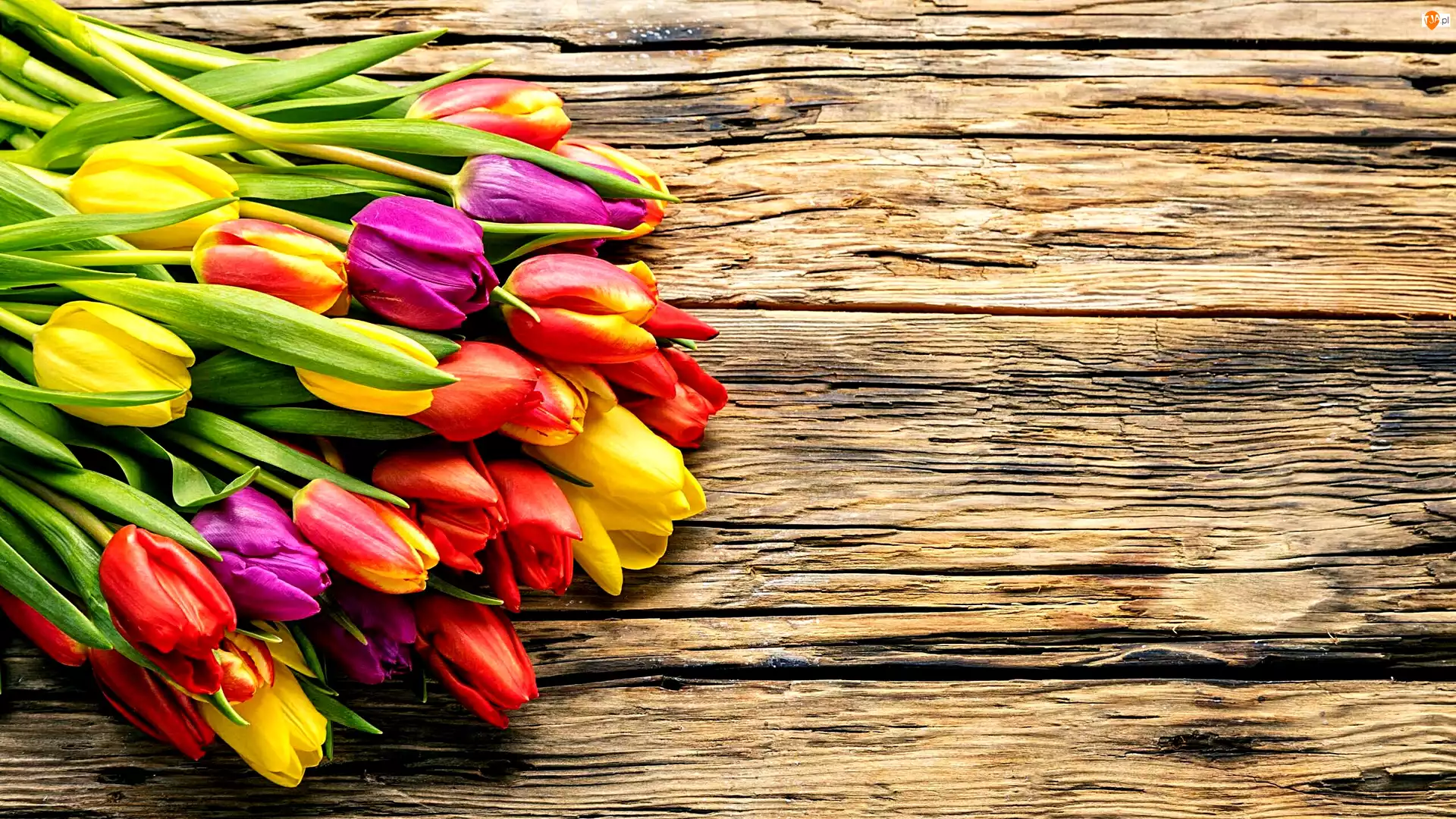 Deski, Kwiaty, Tulipany