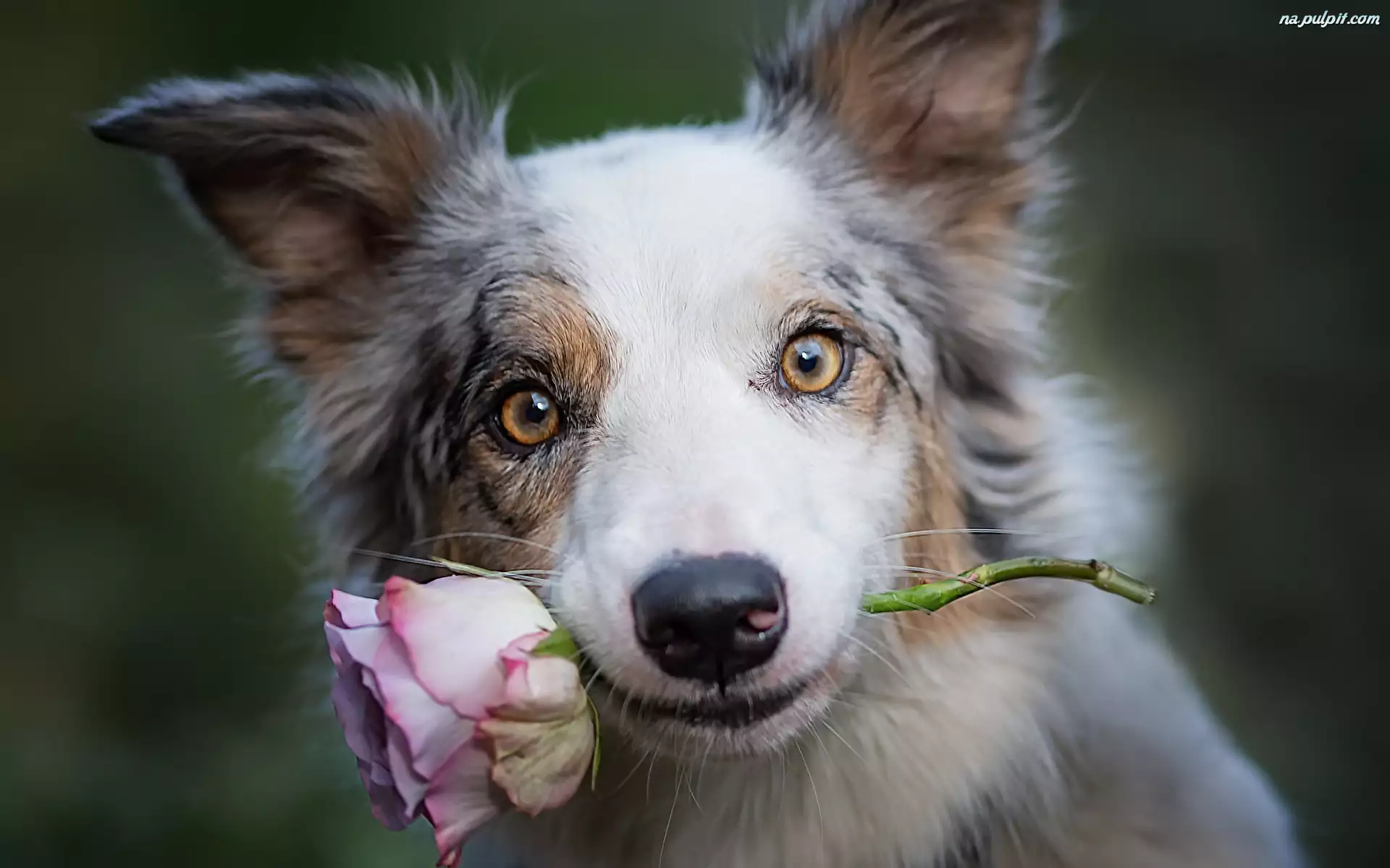 Róża, Pies, Border collie, Kwiat
