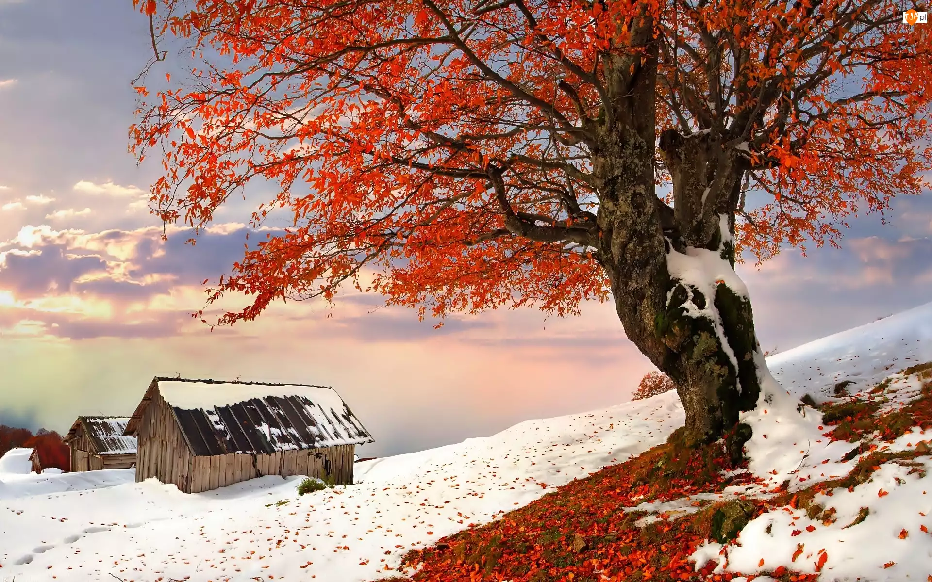 Domki, Zima, Śnieg, Drzewo