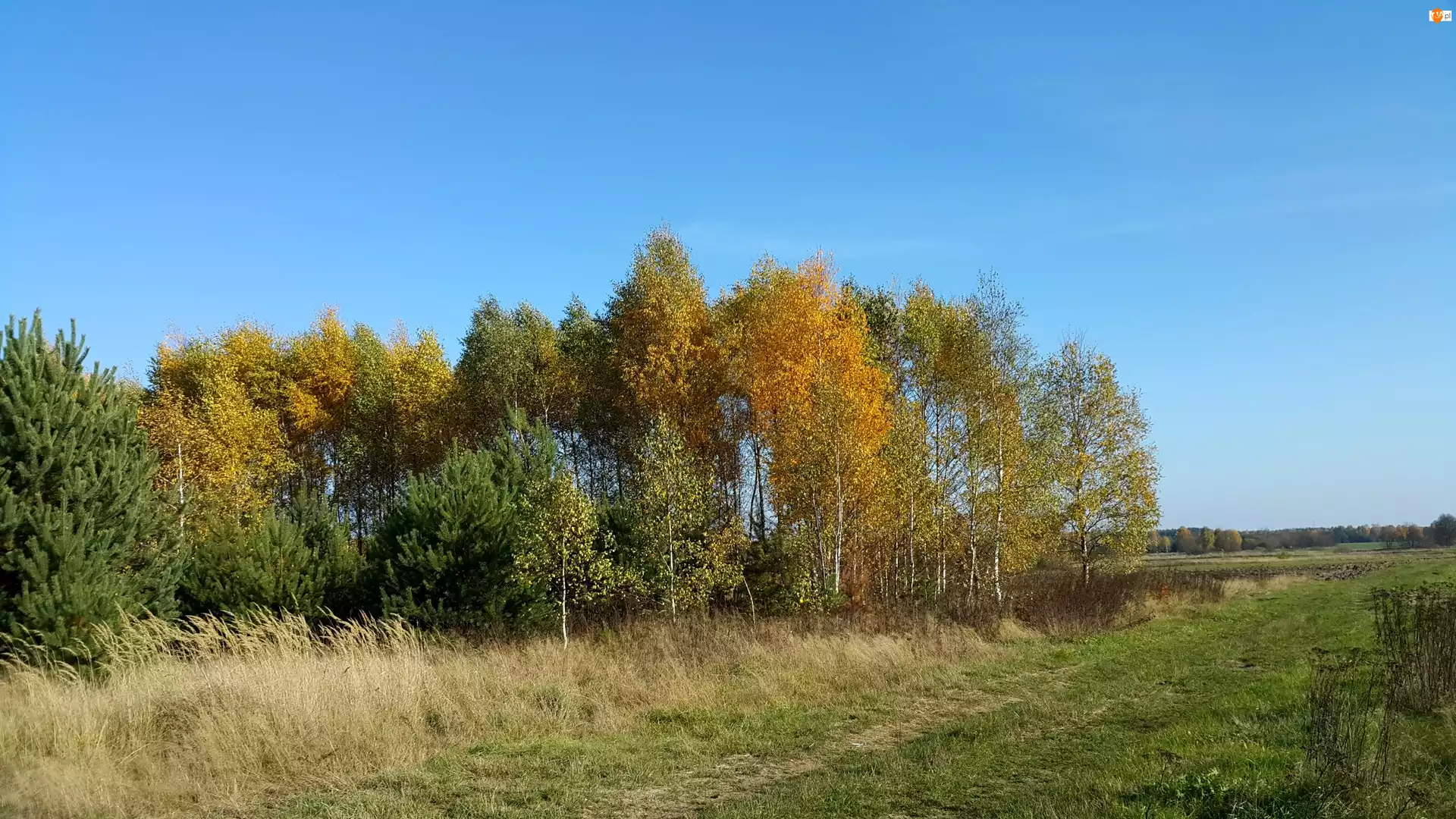 Las, Jesień, Pole