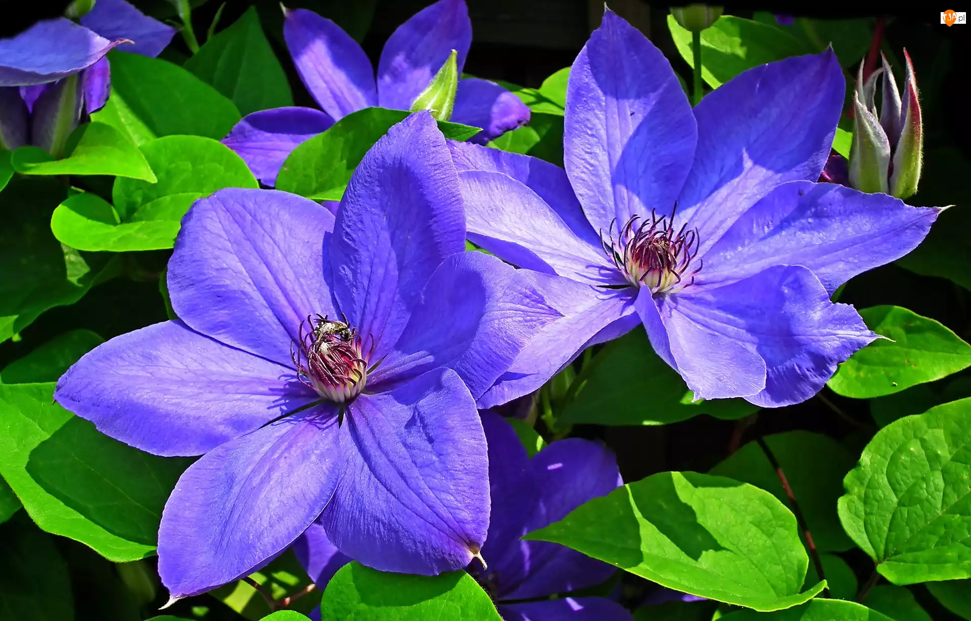 Kwitnienie, Niebieskie, Powojniki
