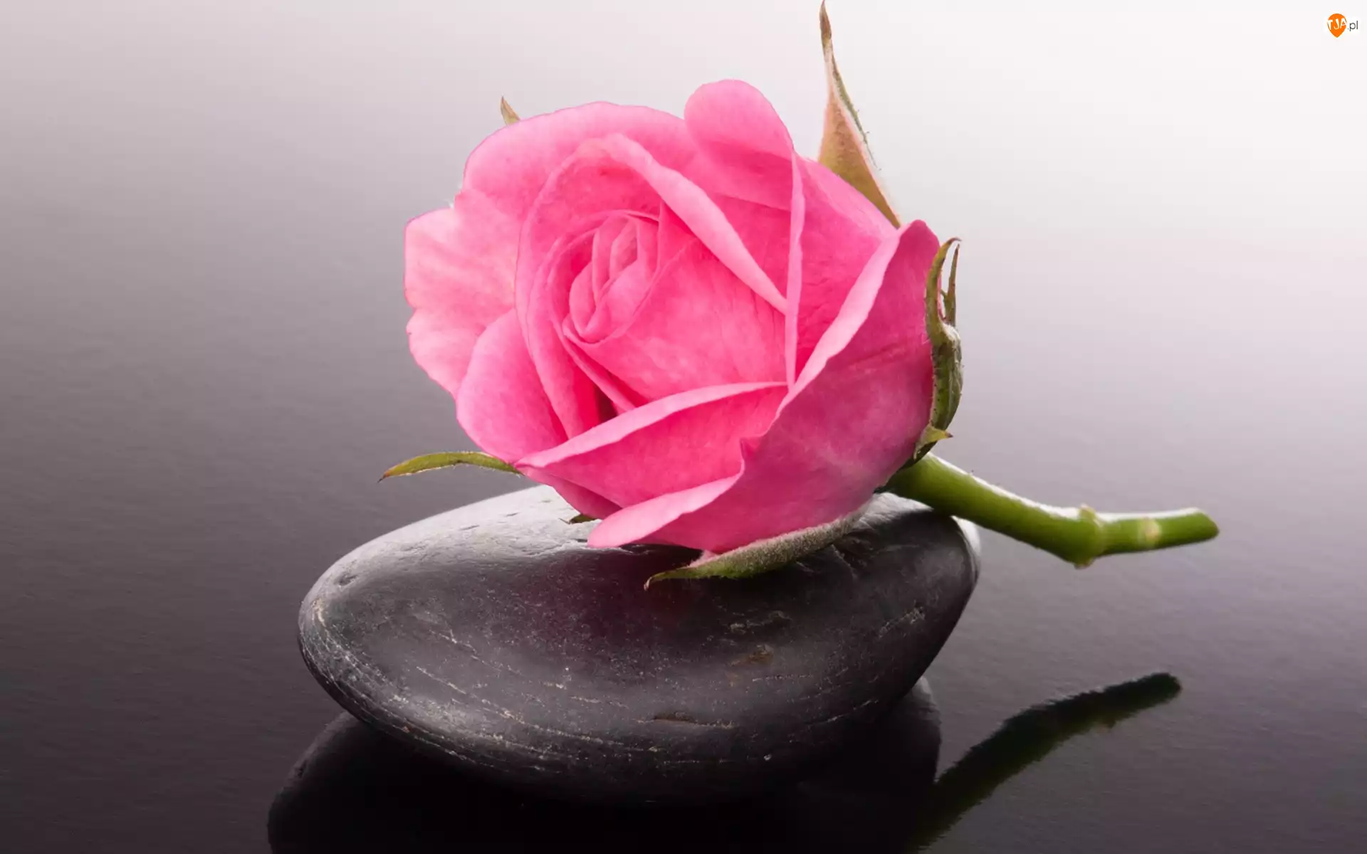 Kamień, Kwiat, Róża
