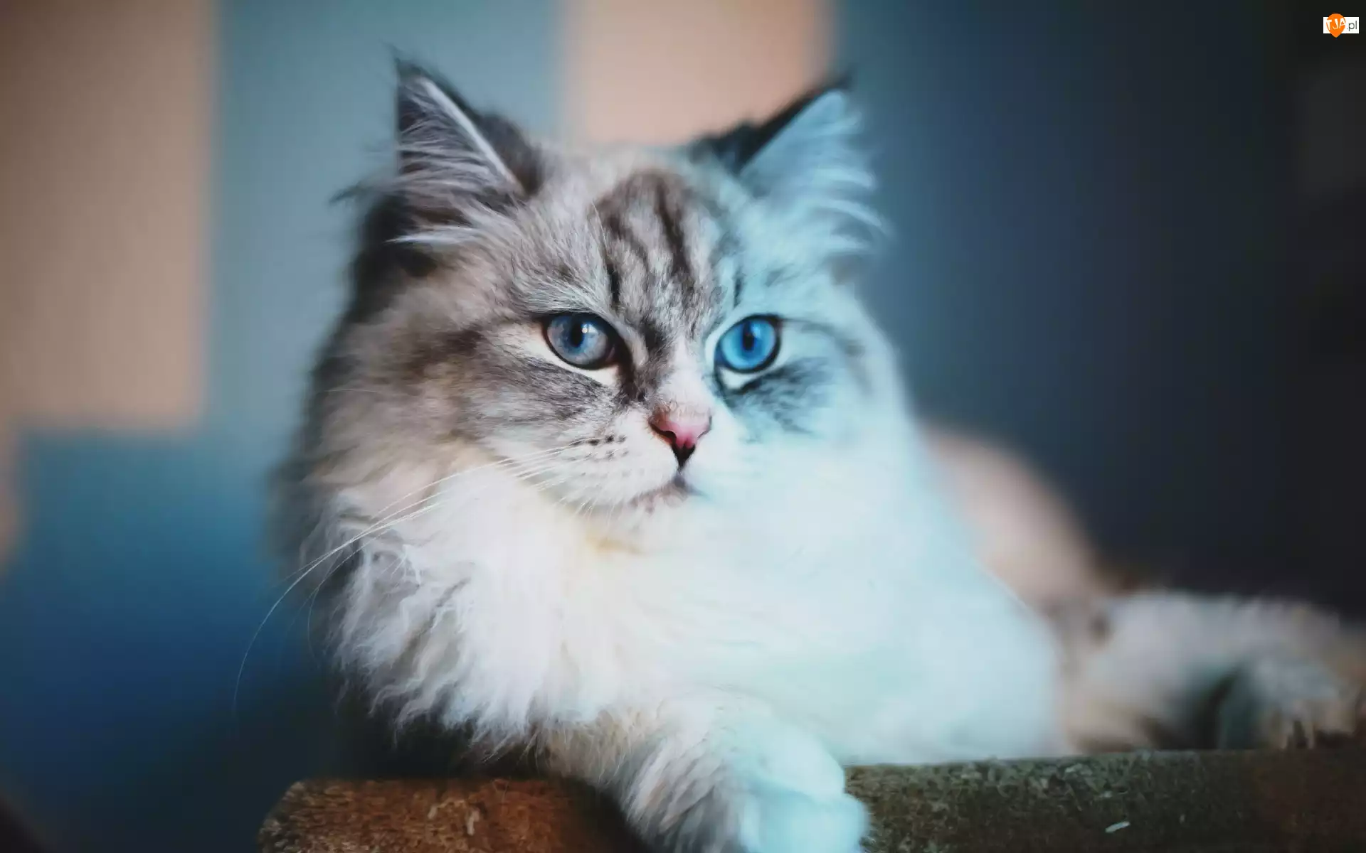 Oczy, Puszysty, Kot, Niebieskie
