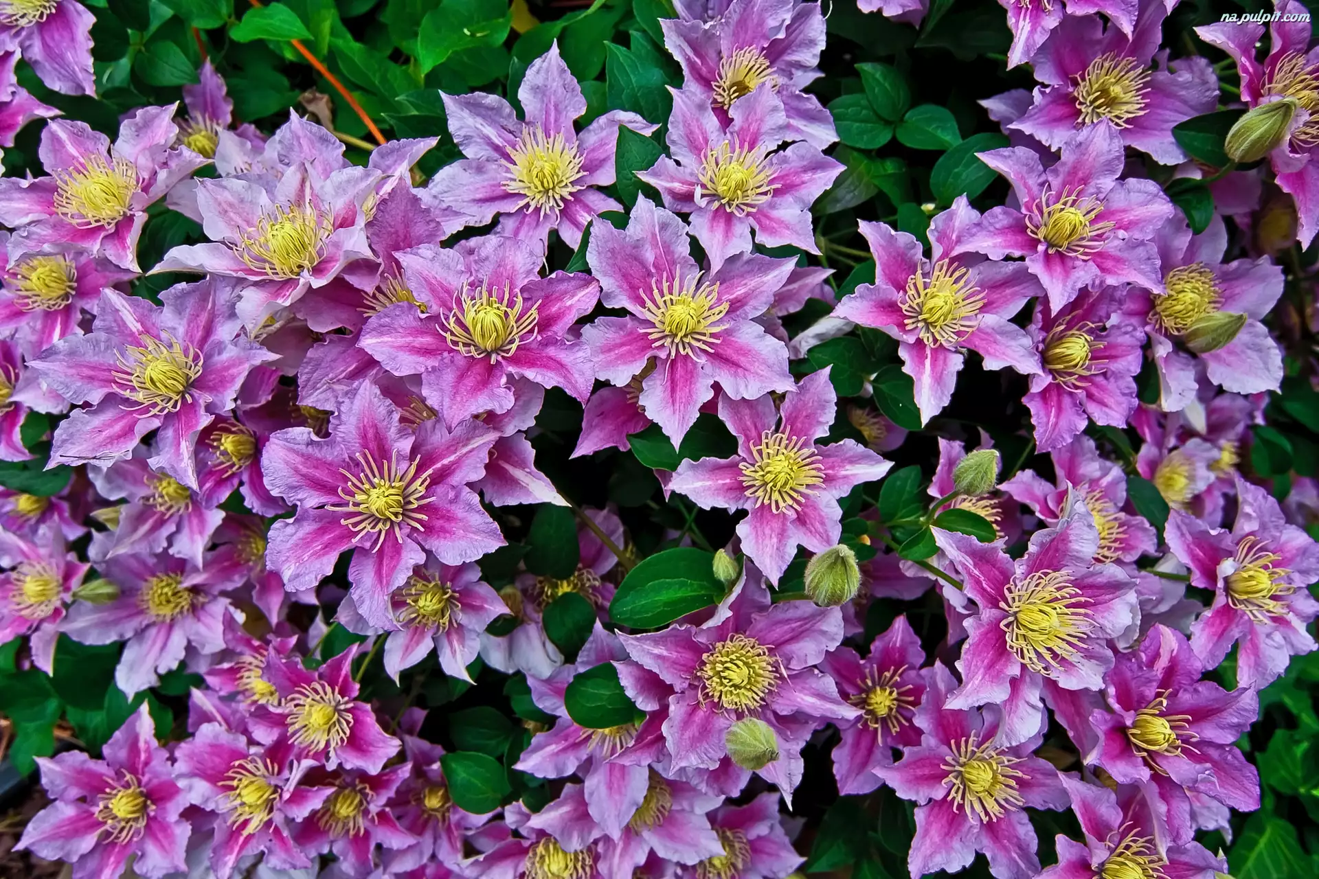 Clematis, Fioletowy, Powojnik