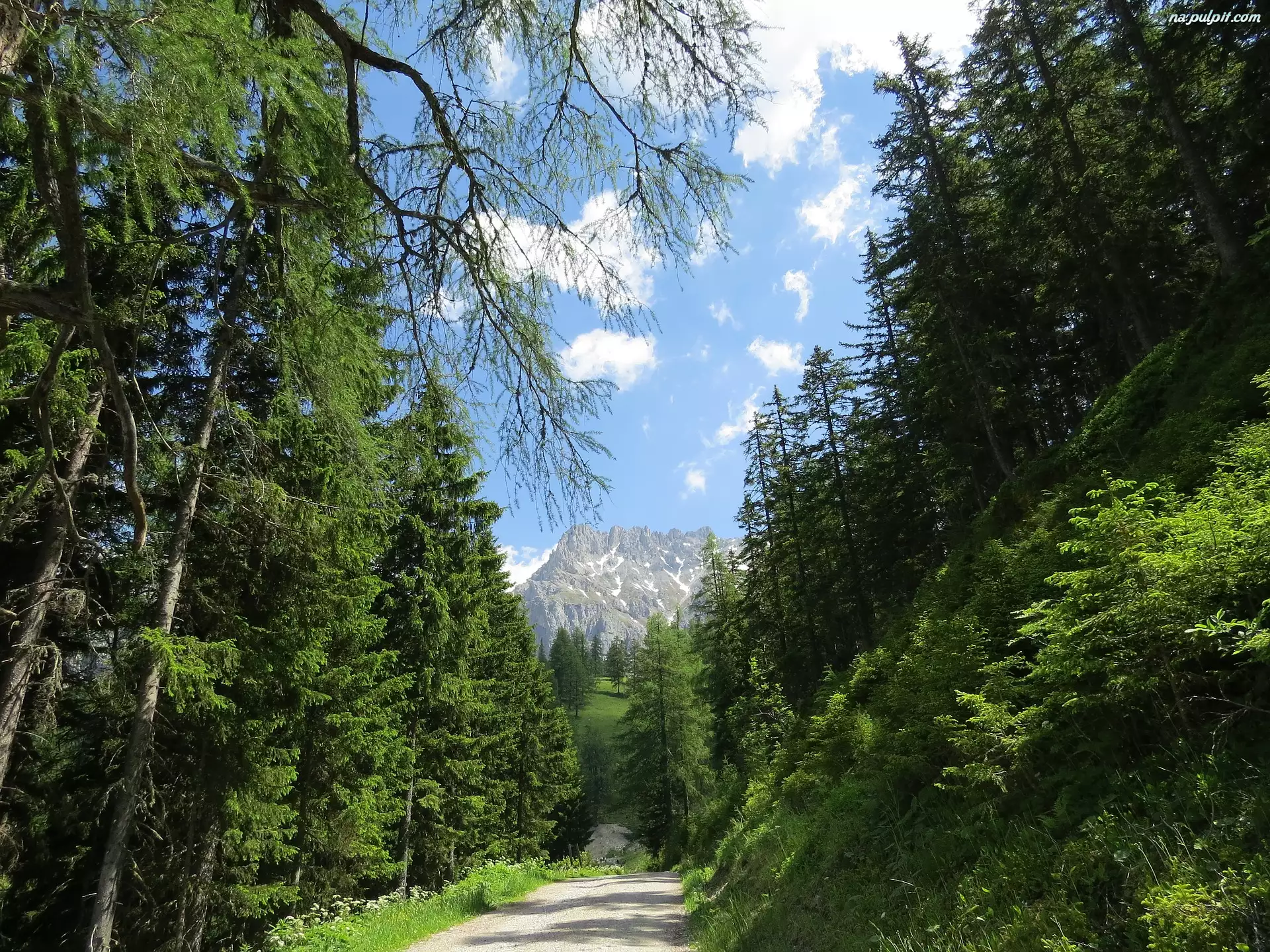Góry Dachstein, Austria, Droga, Drzewa, Alpy, Las