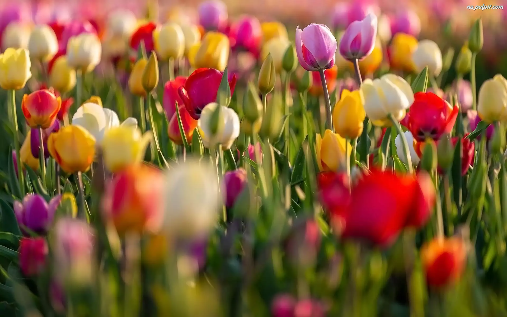 Rozmycie, Kolorowe, Tulipany