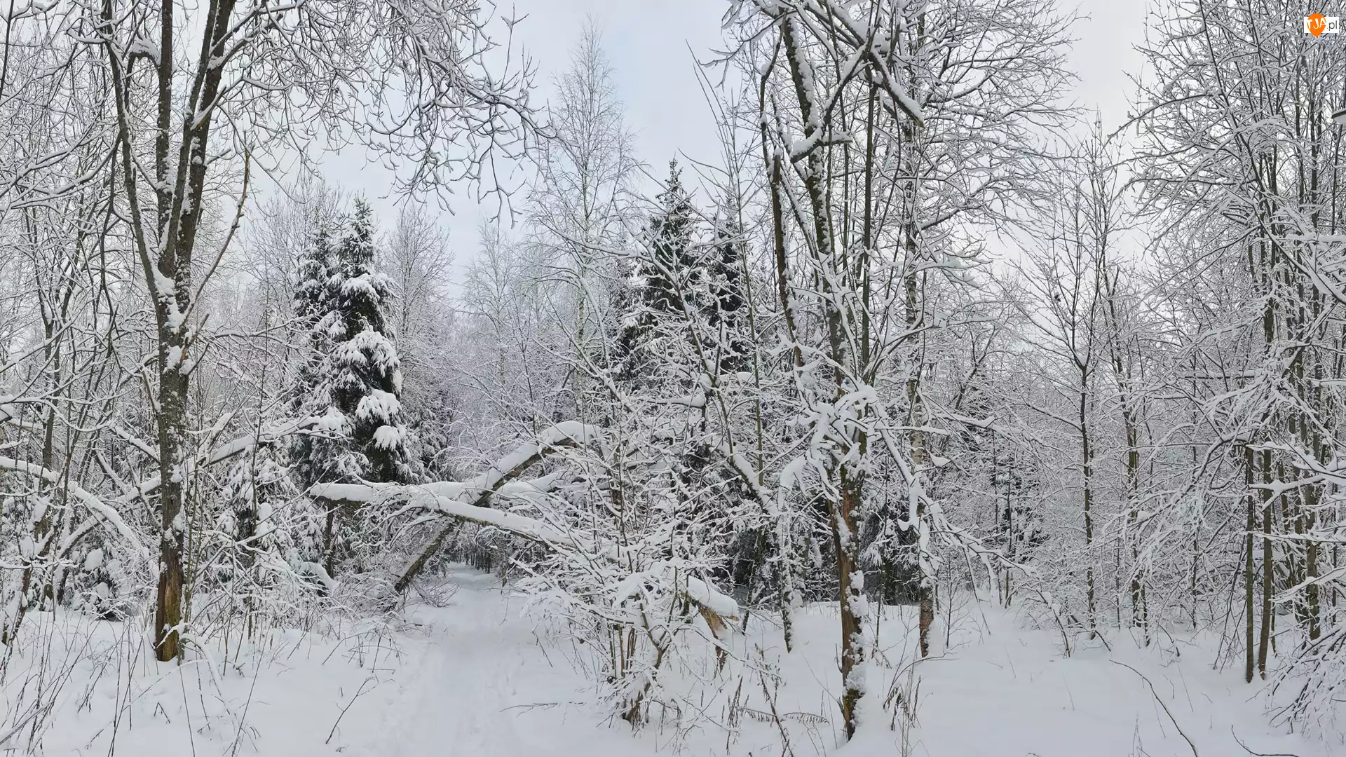 Drzewa, Śnieg, Las, Zima, Krzewy