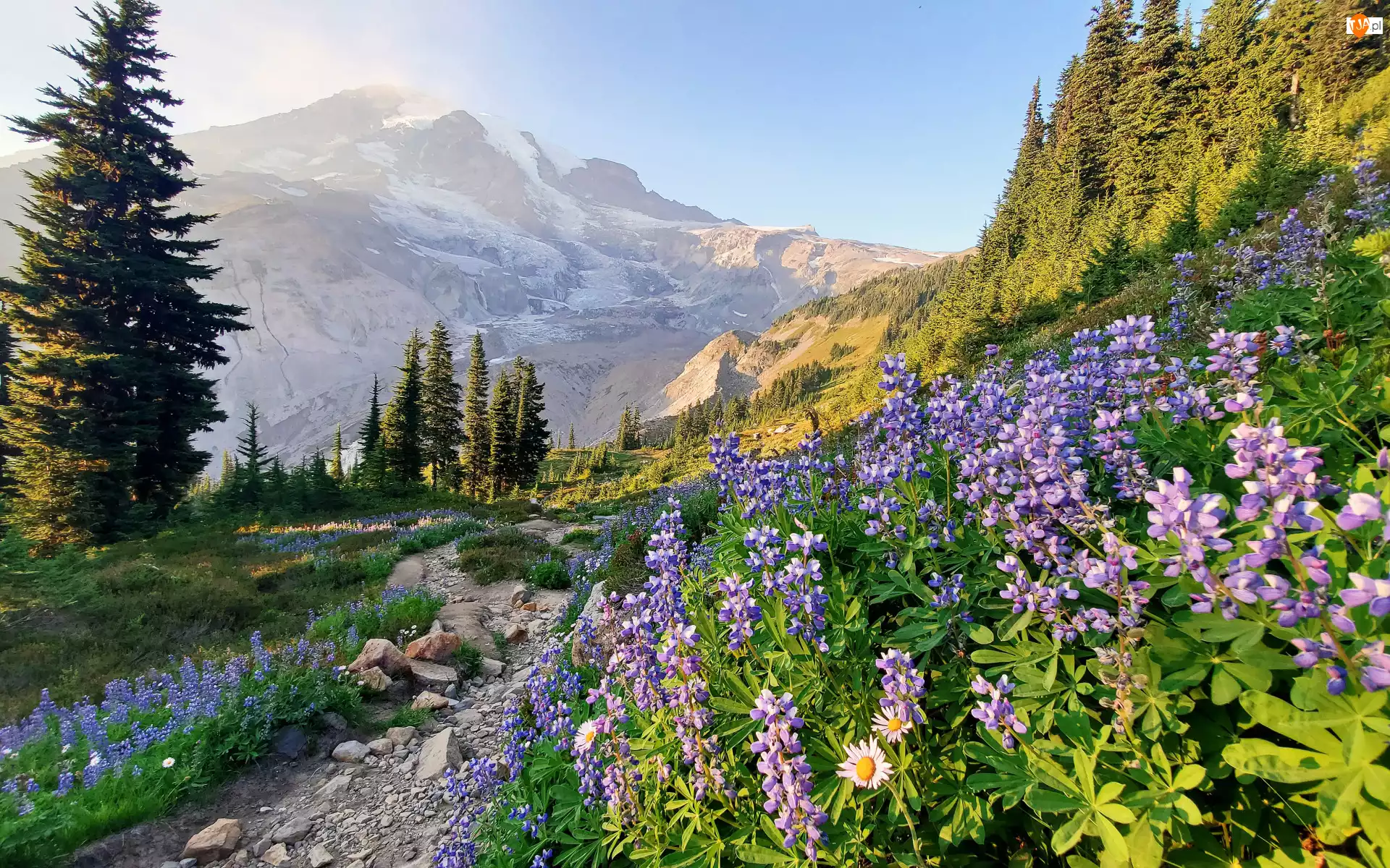 Park Narodowy Mount Rainier, Drzewa, Kamienie, Stan Waszyngton, Kwiaty, Góry, Stany Zjednoczone, Łubin