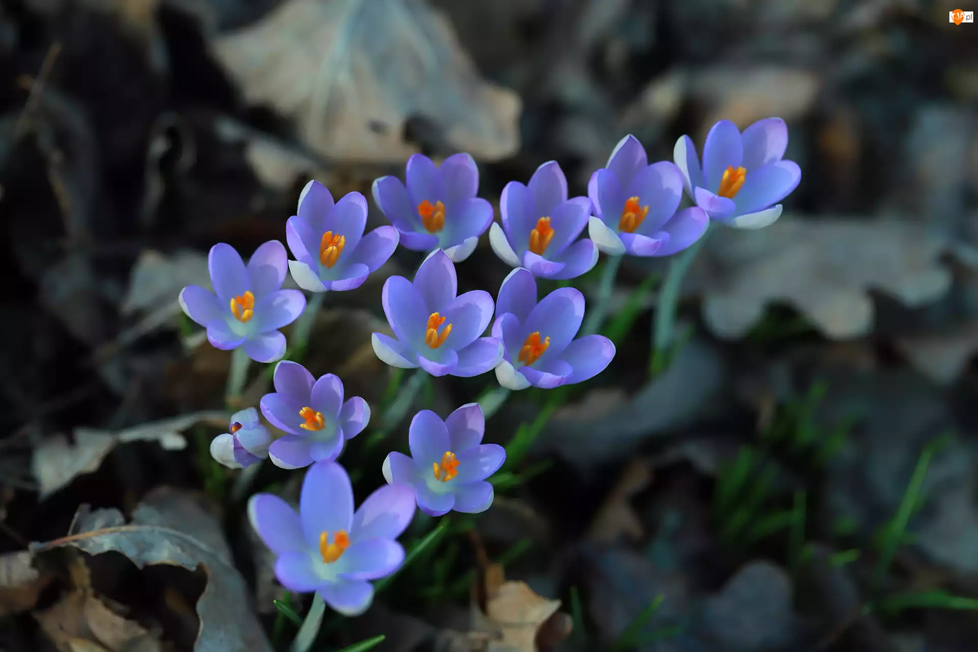 Kwiaty, Niebieskie, Krokusy