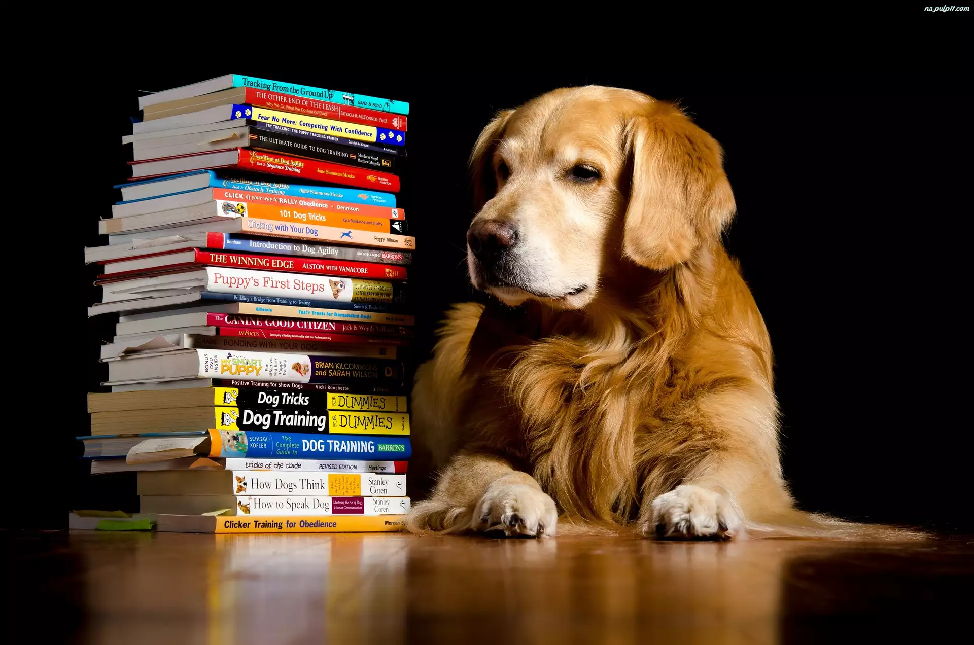 Książki, Pies, Golden retriever