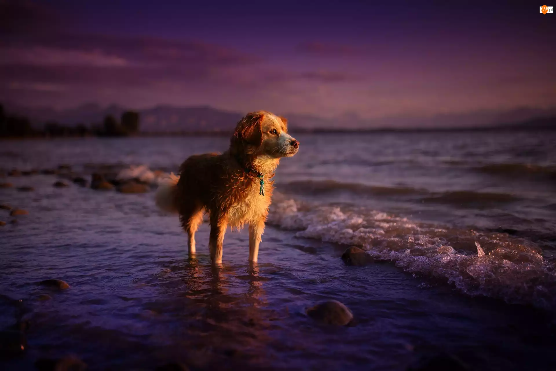 Pies, Morze